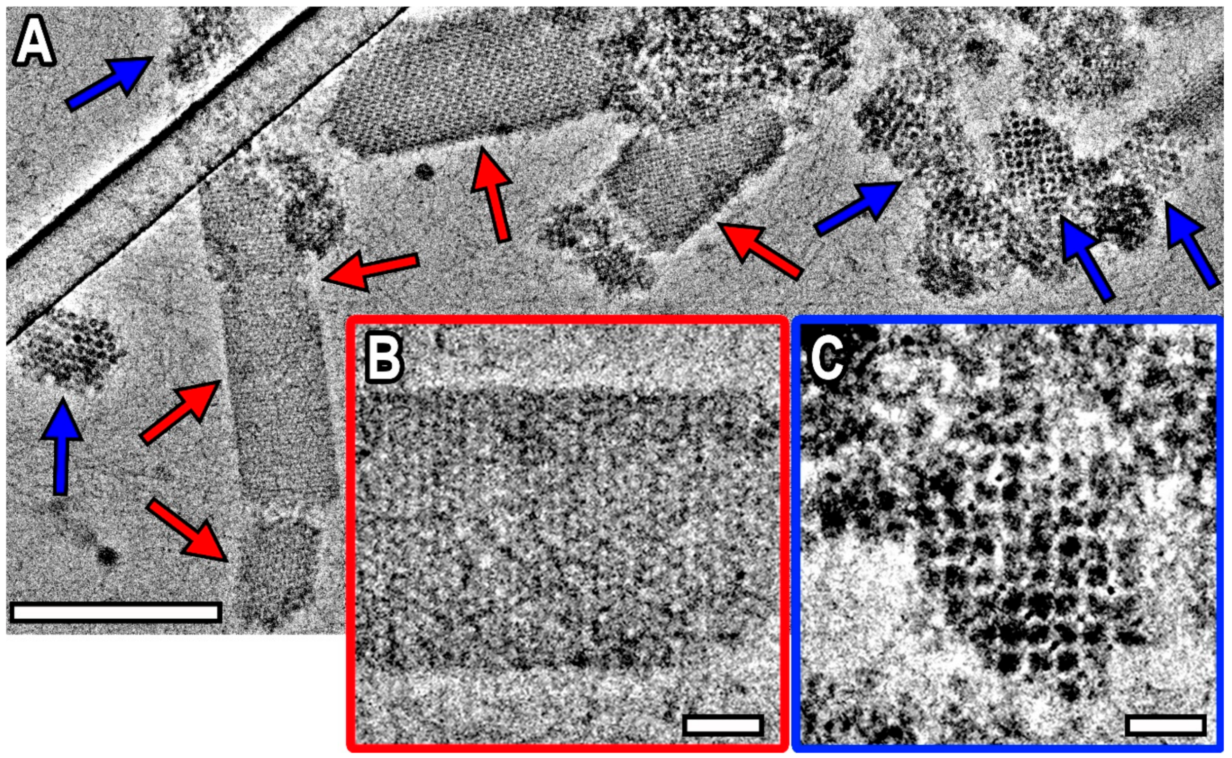 Biomolecules 10 00039 g001 Biomolecules 10 00039 g001