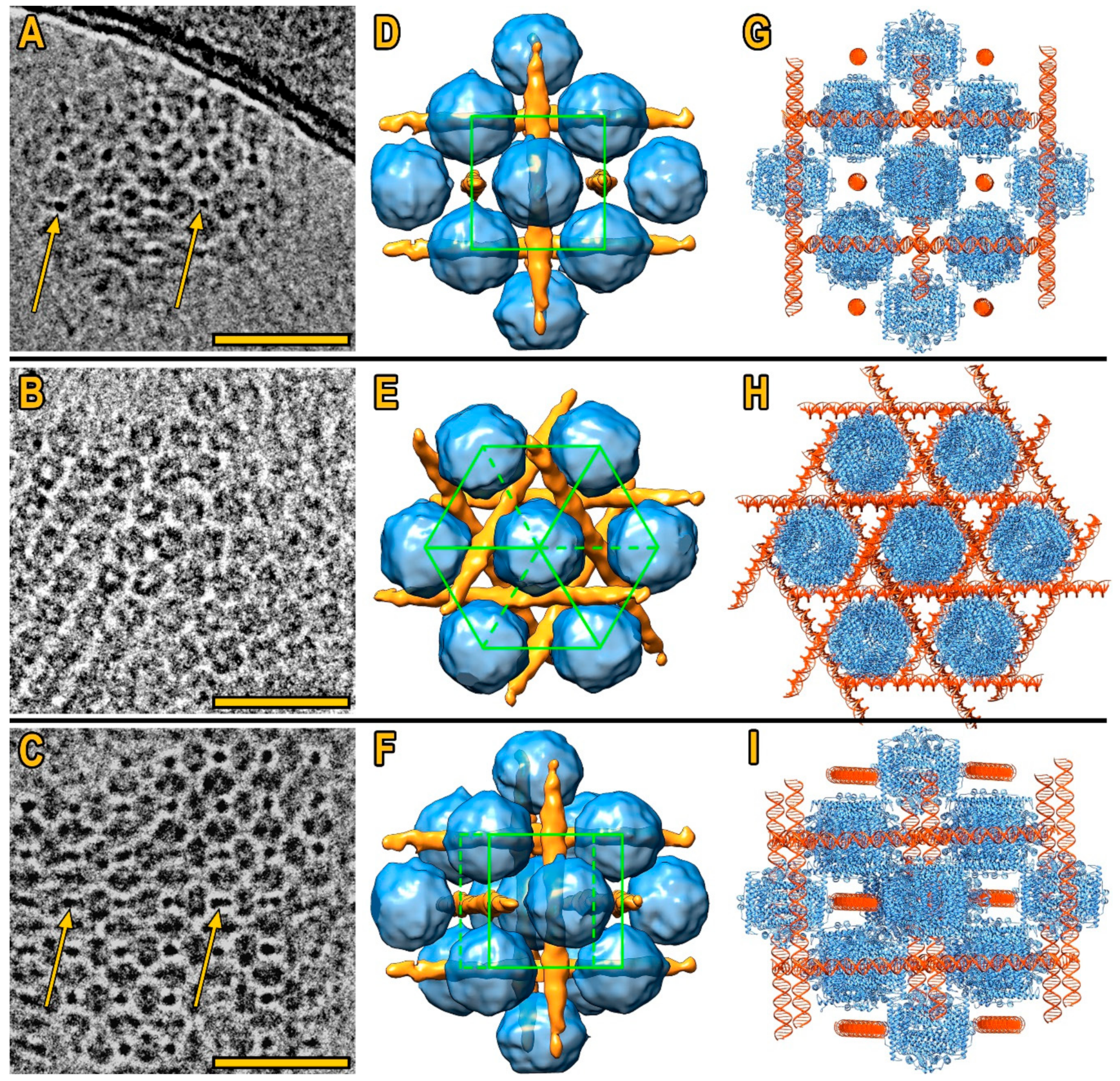 Biomolecules 10 00039 g003 Biomolecules 10 00039 g003