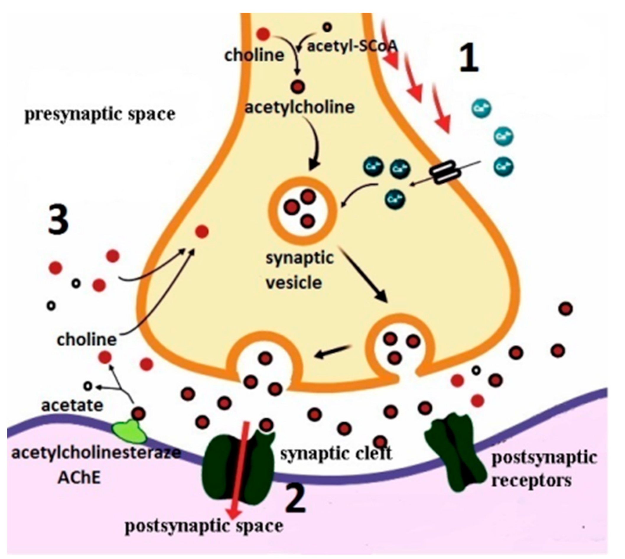Biomolecules 10 00040 g001 Biomolecules 10 00040 g001