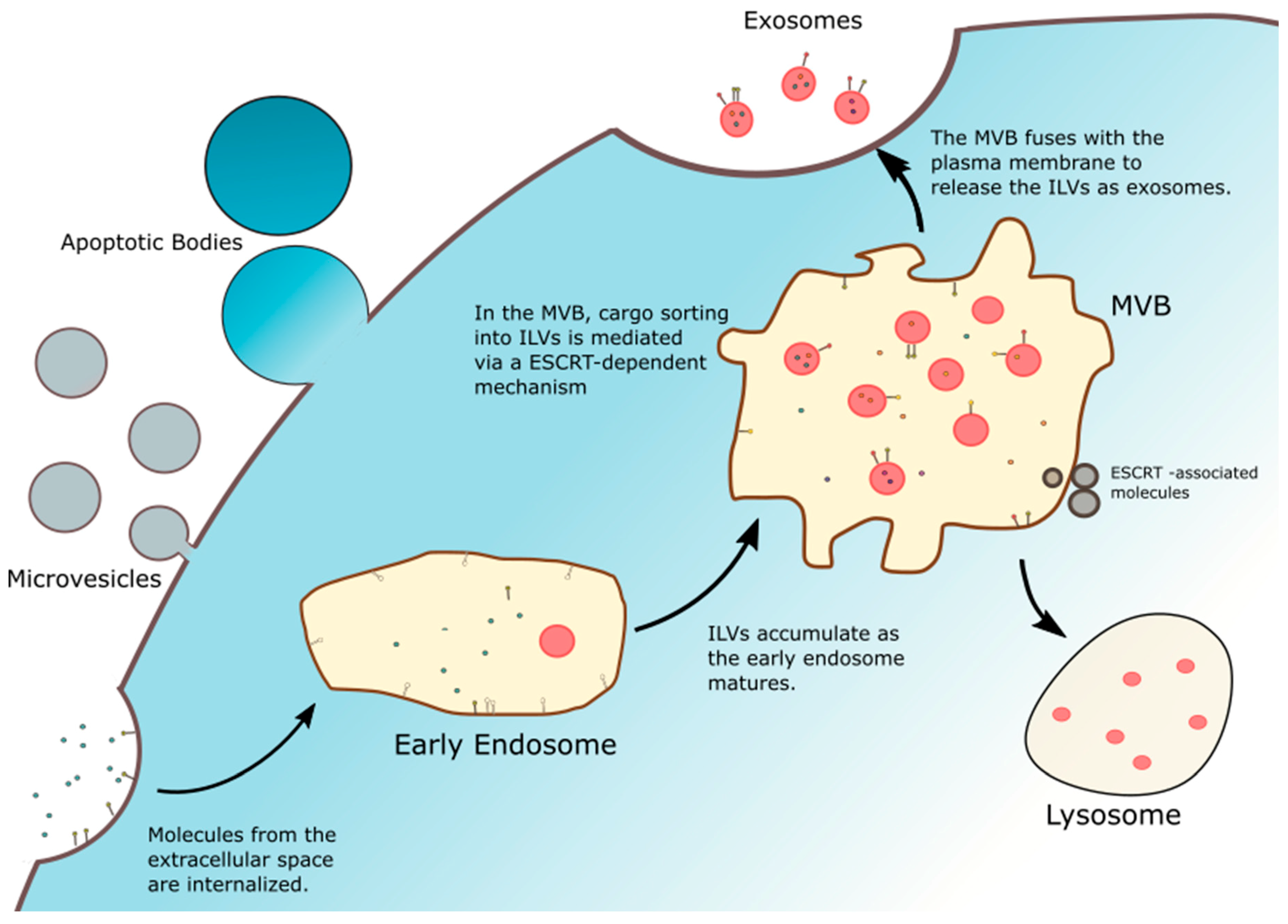 Biomolecules 10 00048 g001 Biomolecules 10 00048 g001