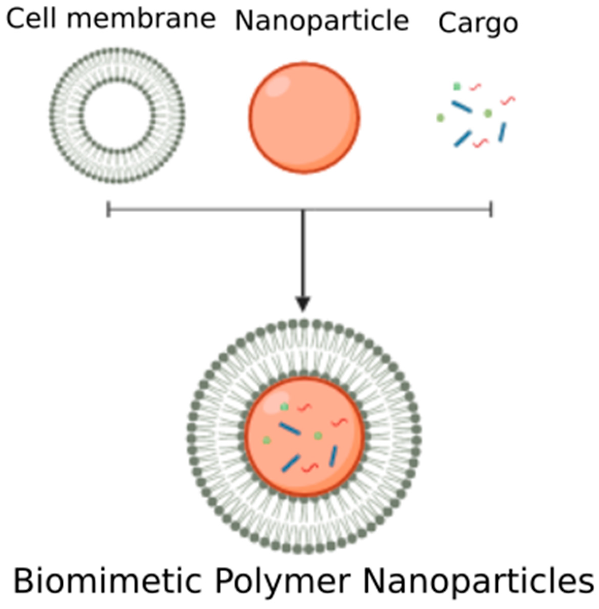 Biomolecules 10 00048 g004 Biomolecules 10 00048 g004