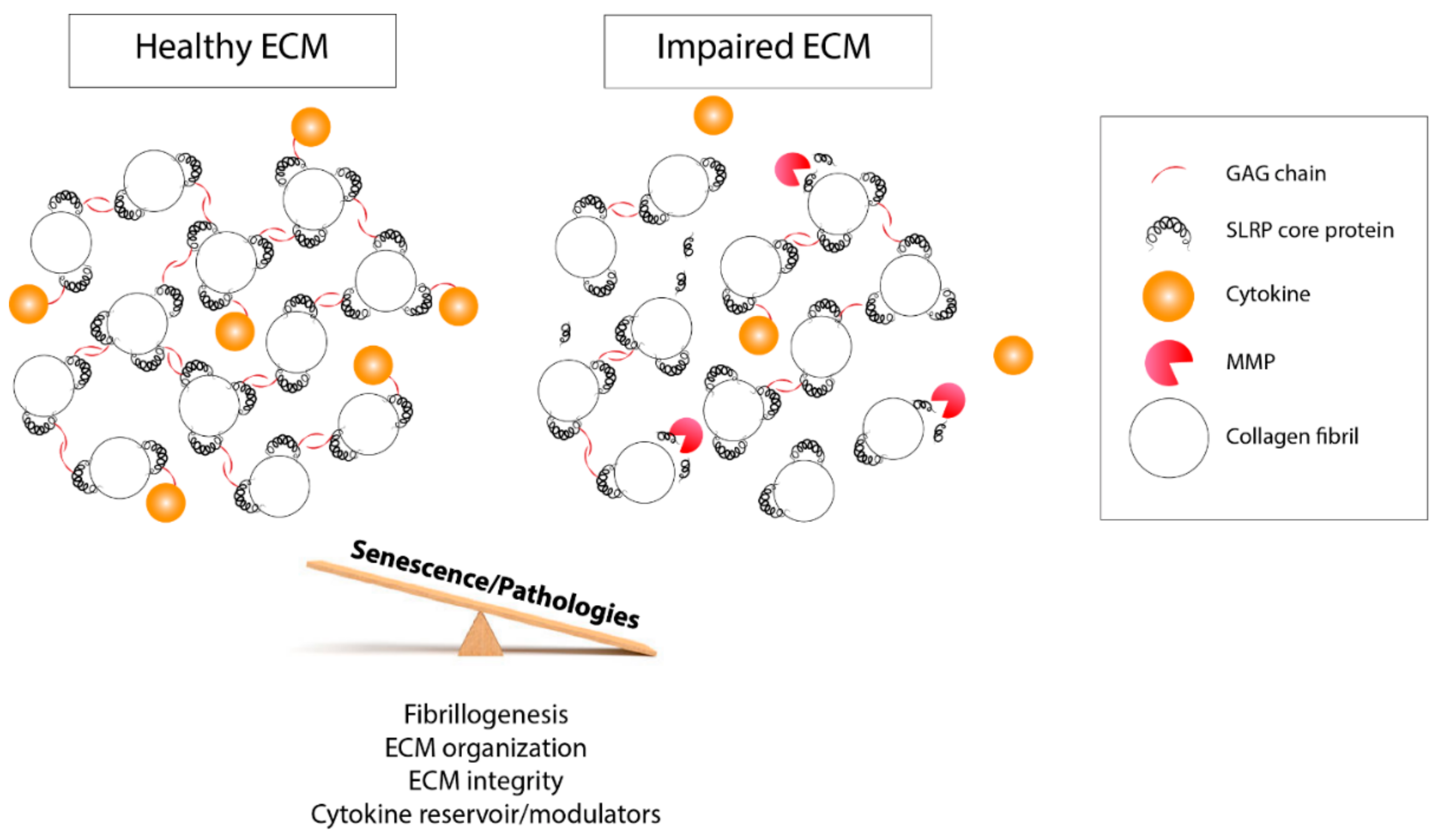 Biomolecules 10 00080 g004