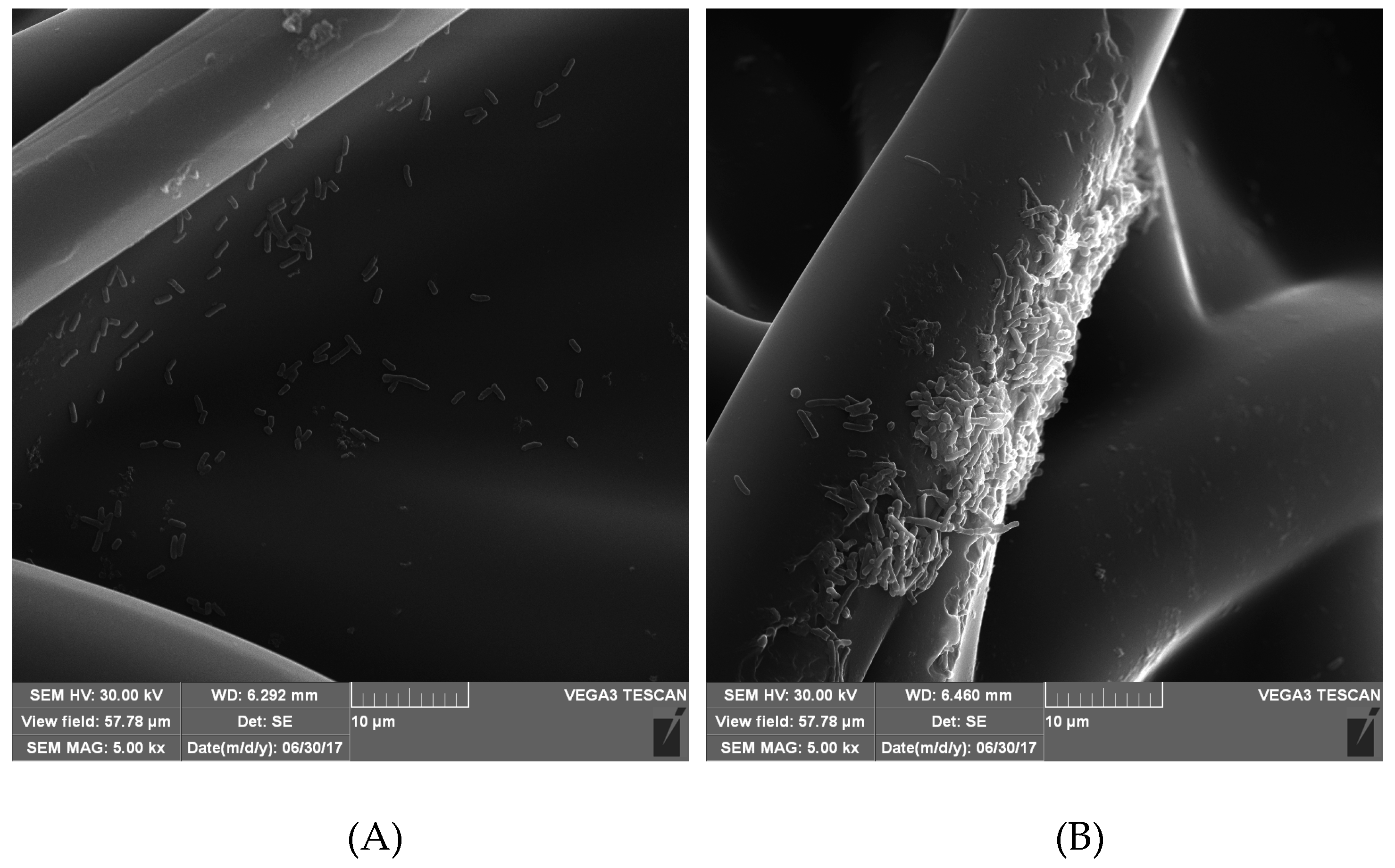 Biomolecules 10 00082 g0a1
