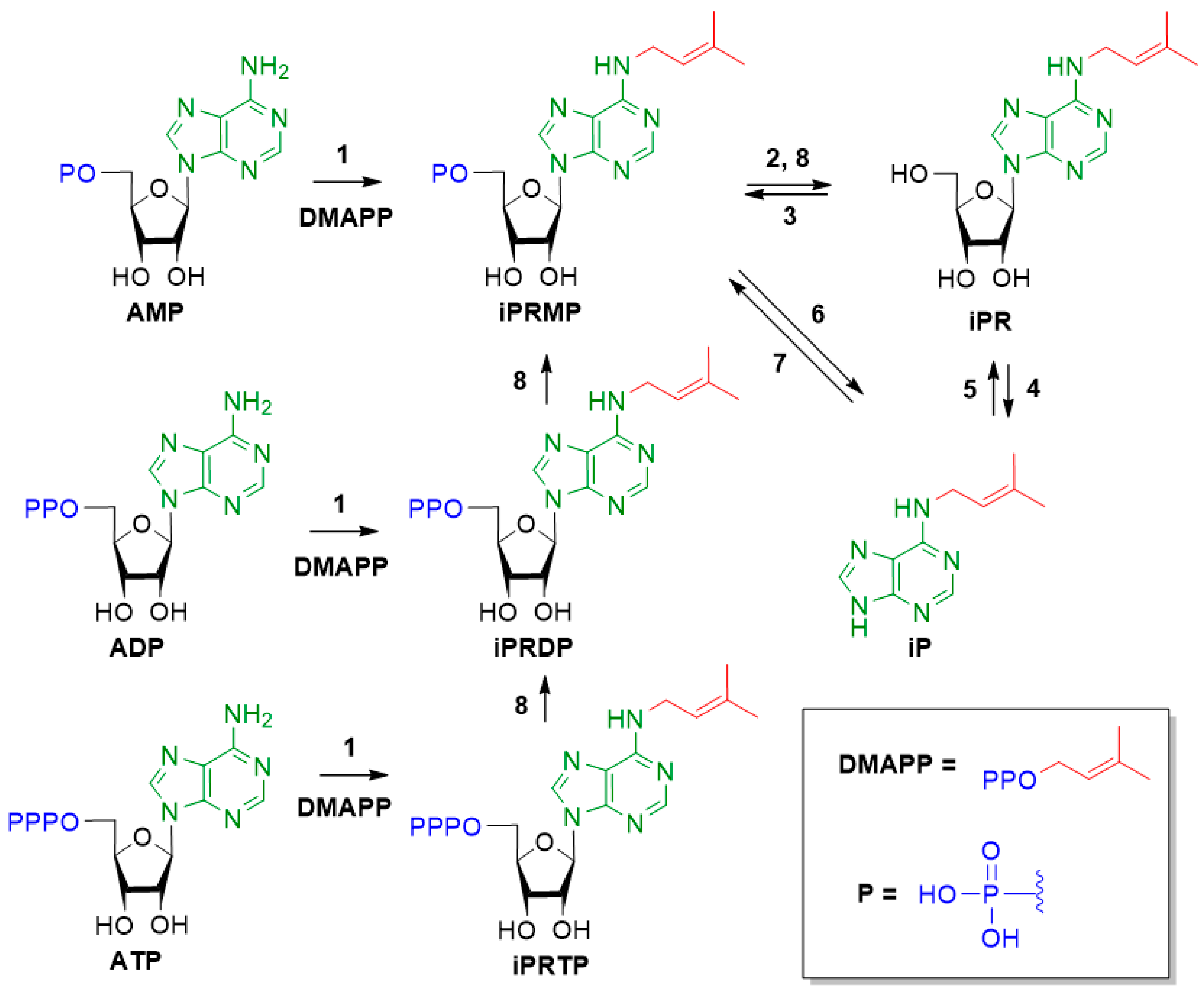 Biomolecules 10 00086 g002
