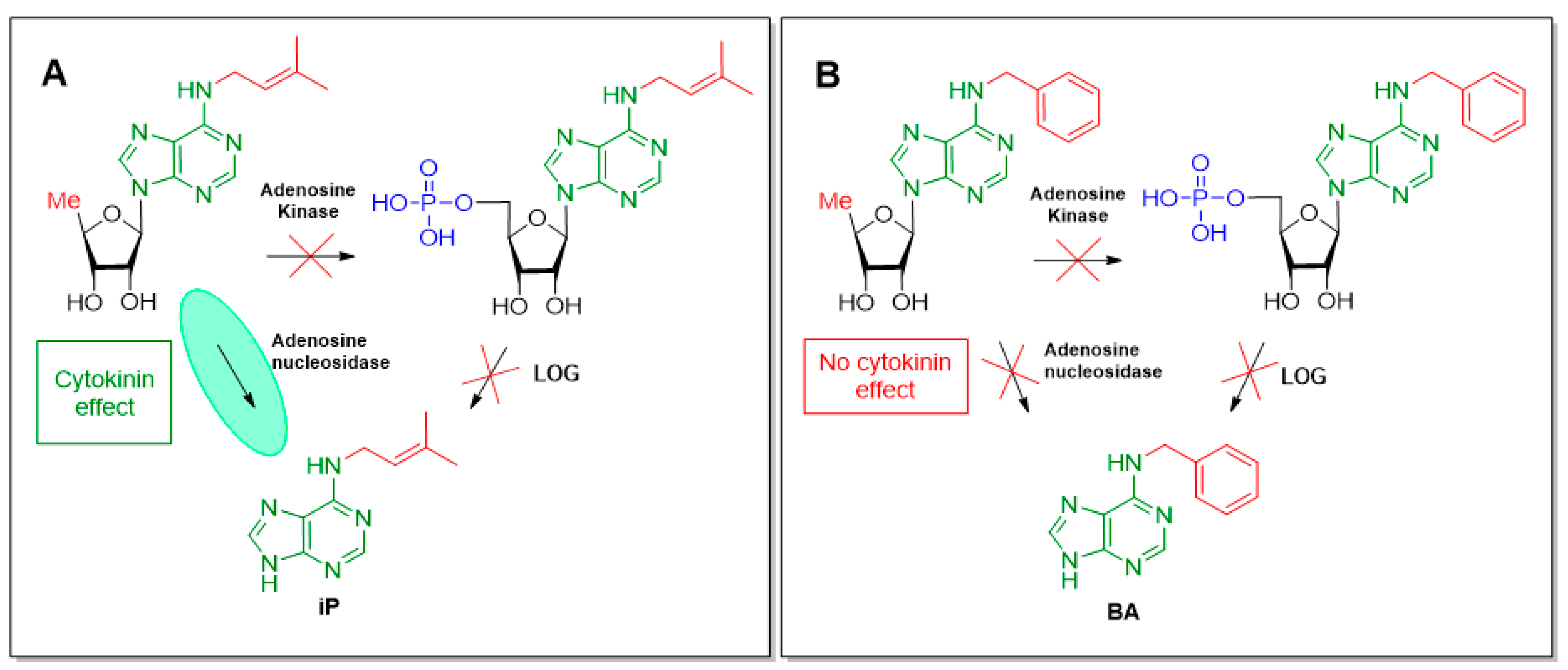 Biomolecules 10 00086 g003