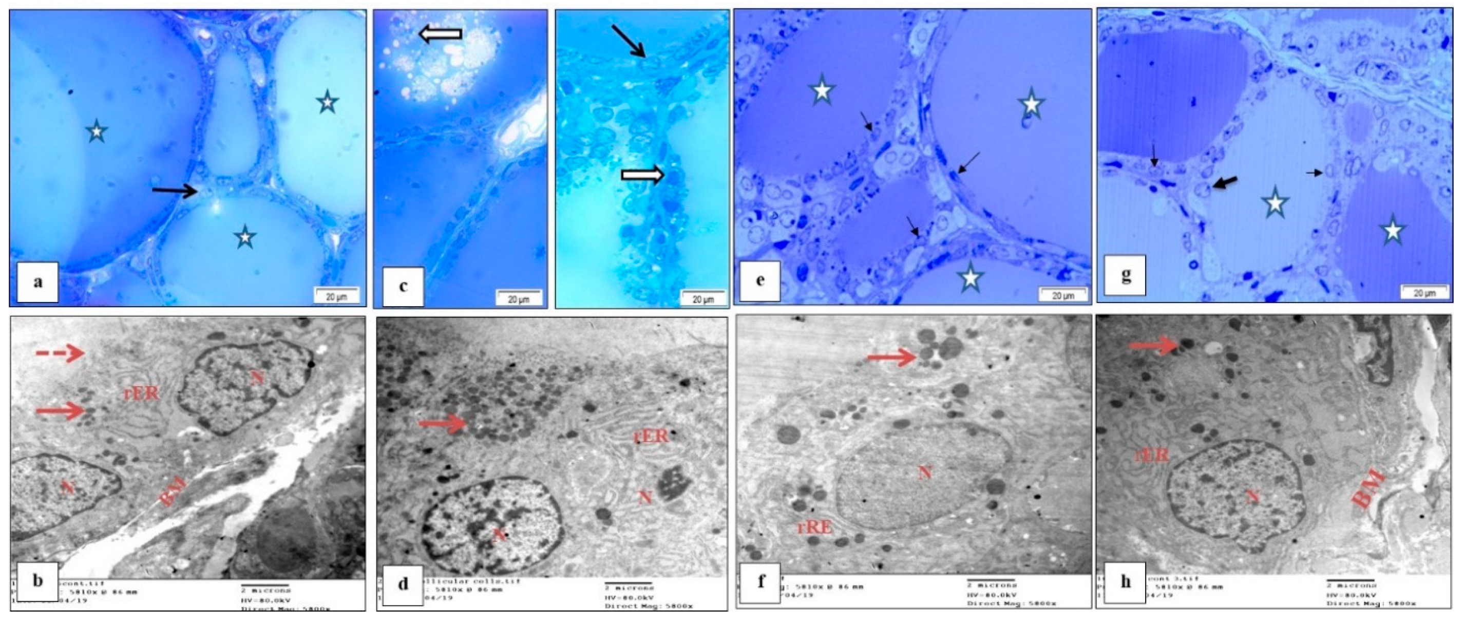 Biomolecules 10 00088 g006