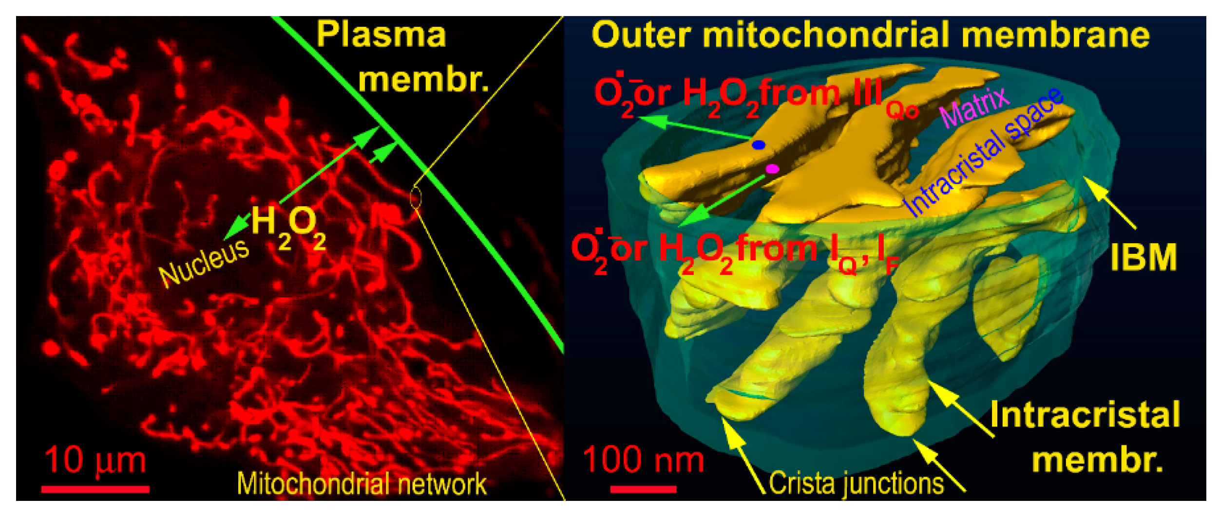 Biomolecules 10 00093 g001 Biomolecules 10 00093 g001