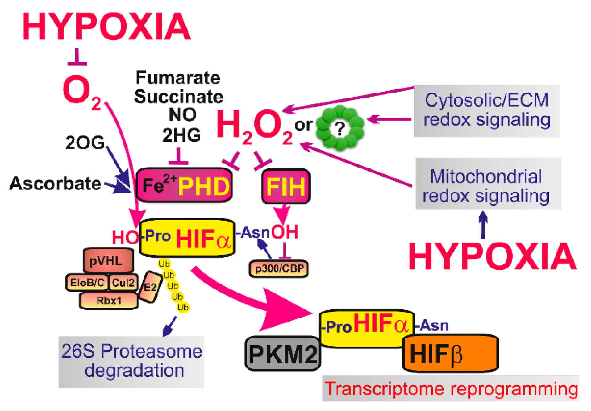 Biomolecules 10 00093 g003 Biomolecules 10 00093 g003