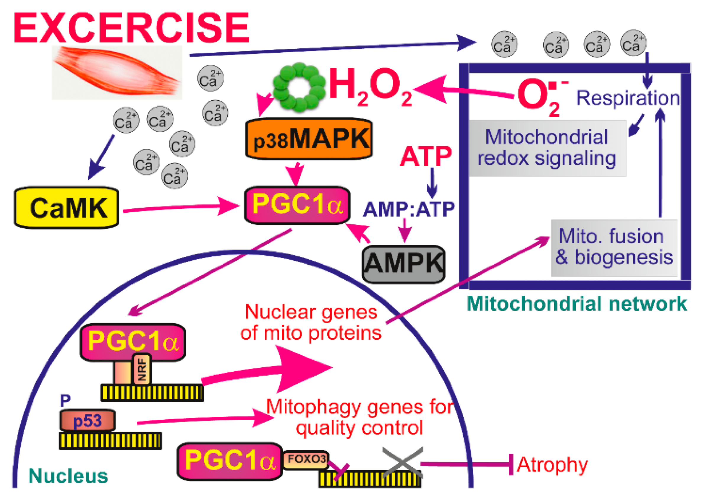 Biomolecules 10 00093 g004 Biomolecules 10 00093 g004