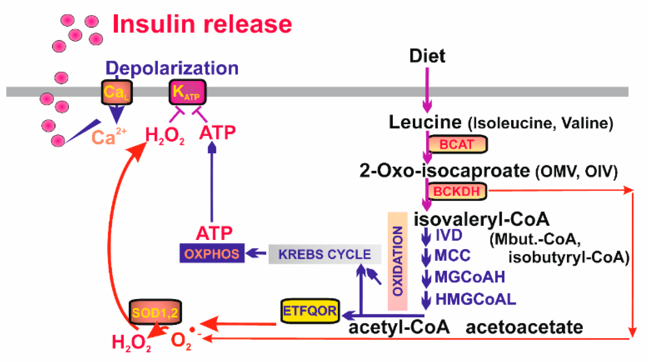 Biomolecules 10 00093 g005 Biomolecules 10 00093 g005