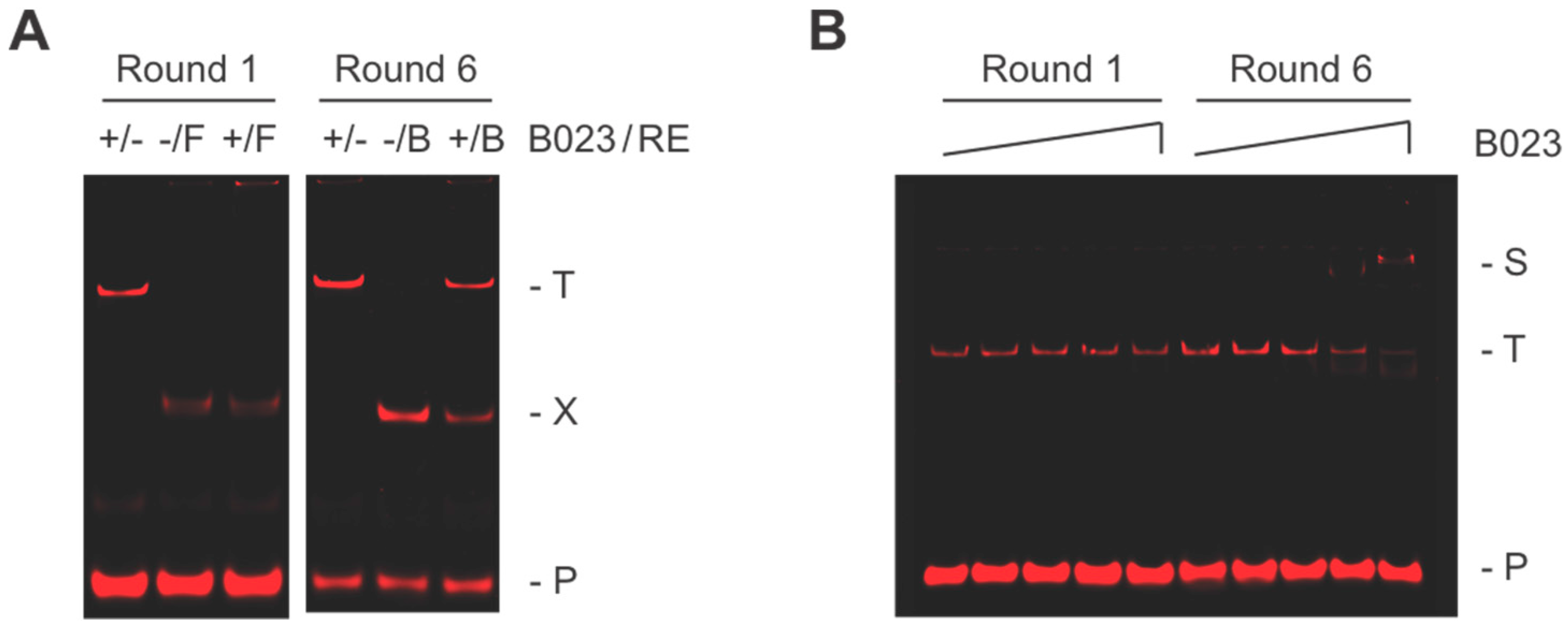 Biomolecules 10 00094 g001 Biomolecules 10 00094 g001
