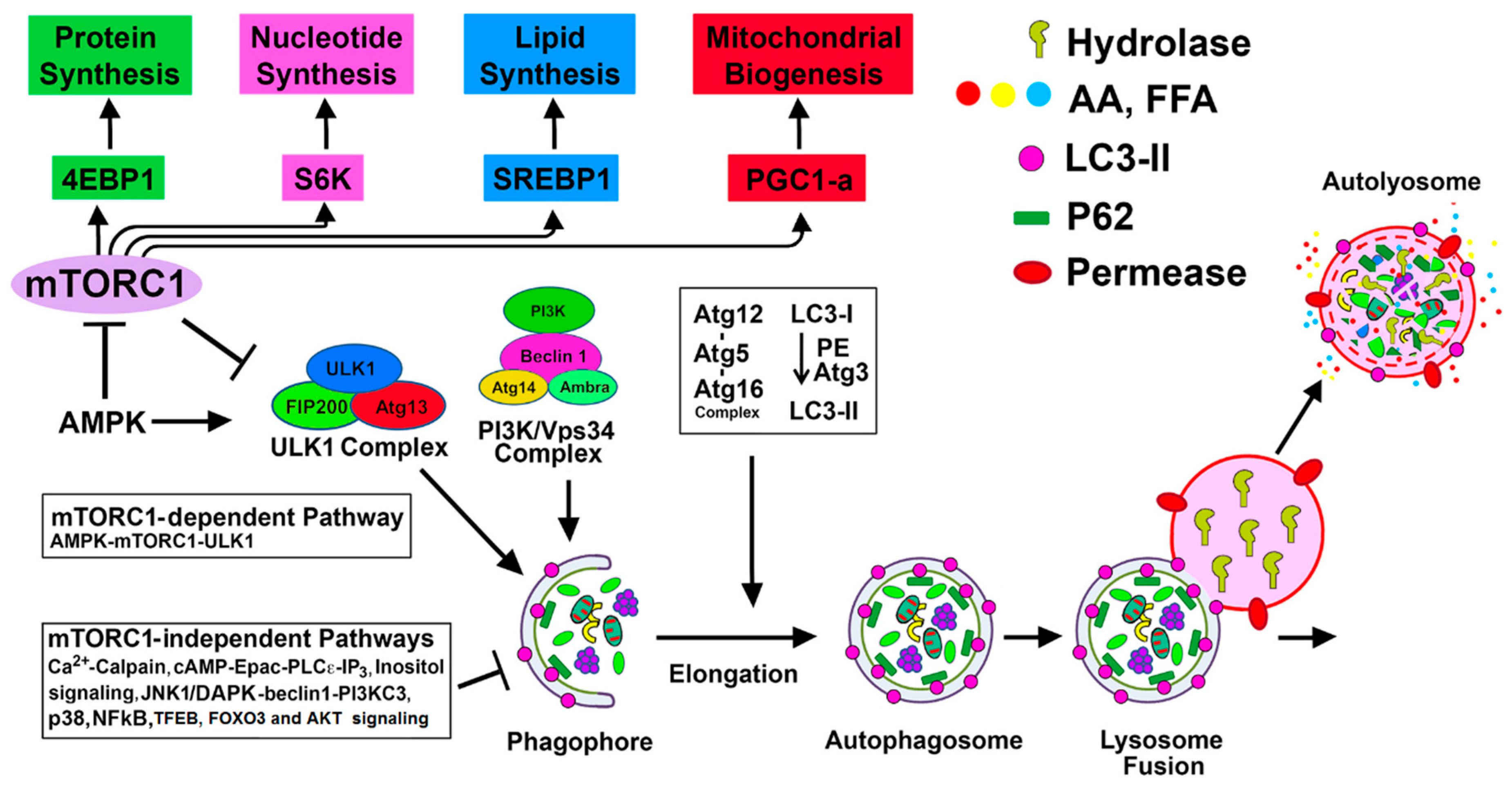 Biomolecules 10 00100 g001