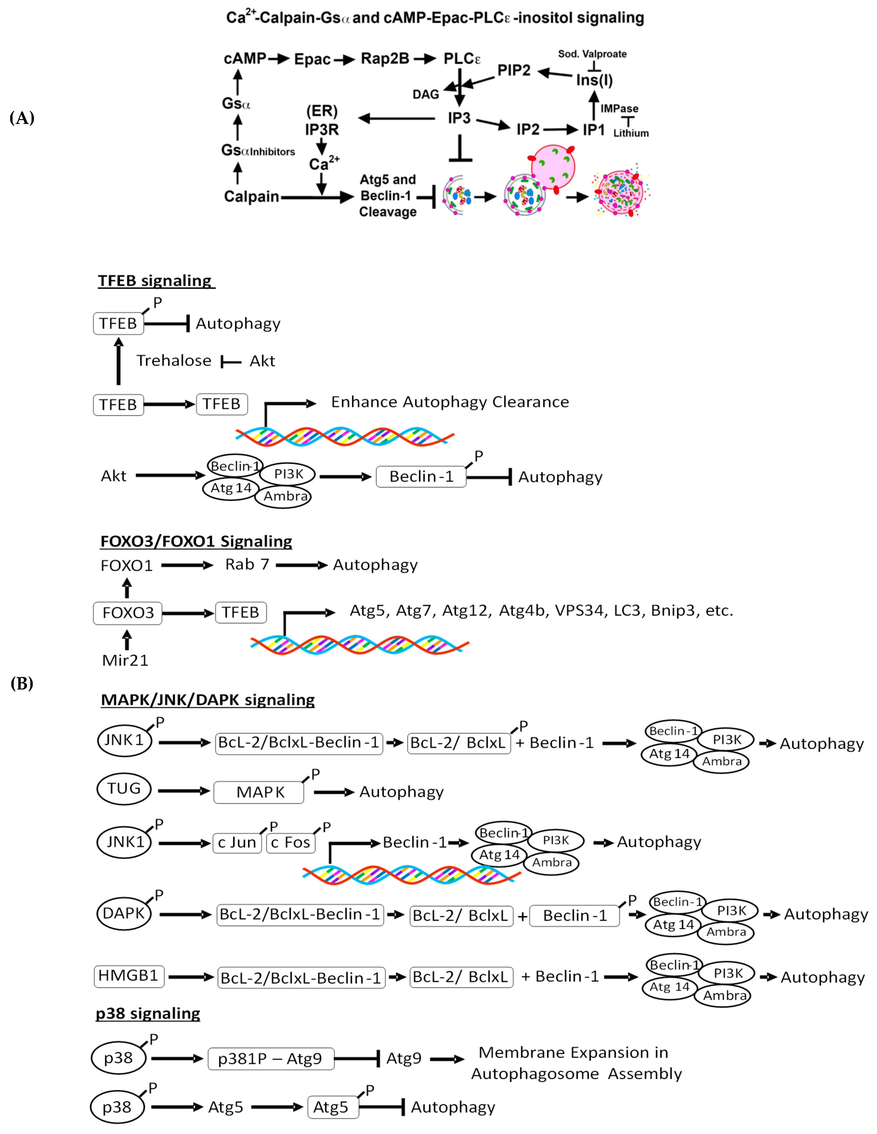 Biomolecules 10 00100 g002