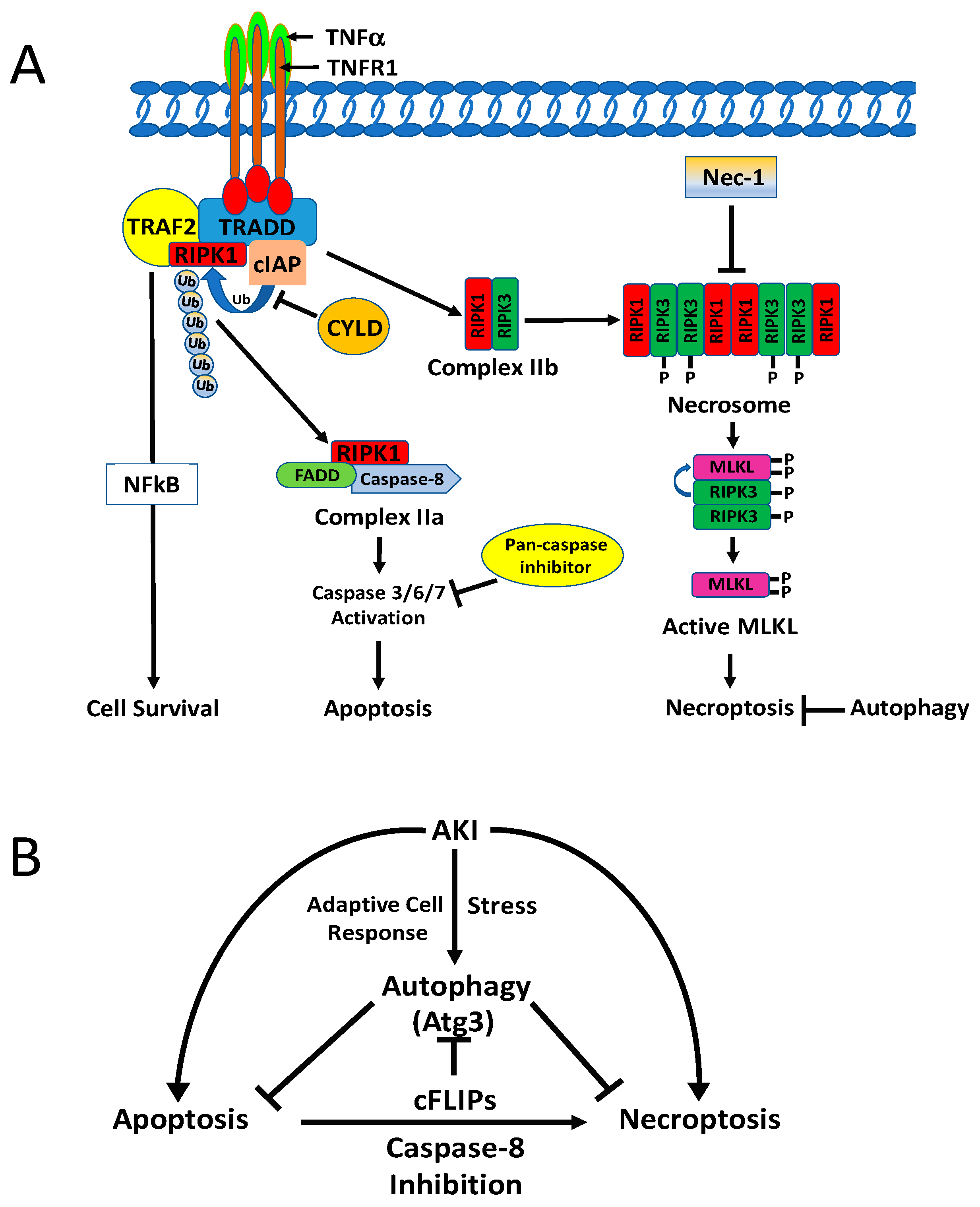 Biomolecules 10 00100 g003