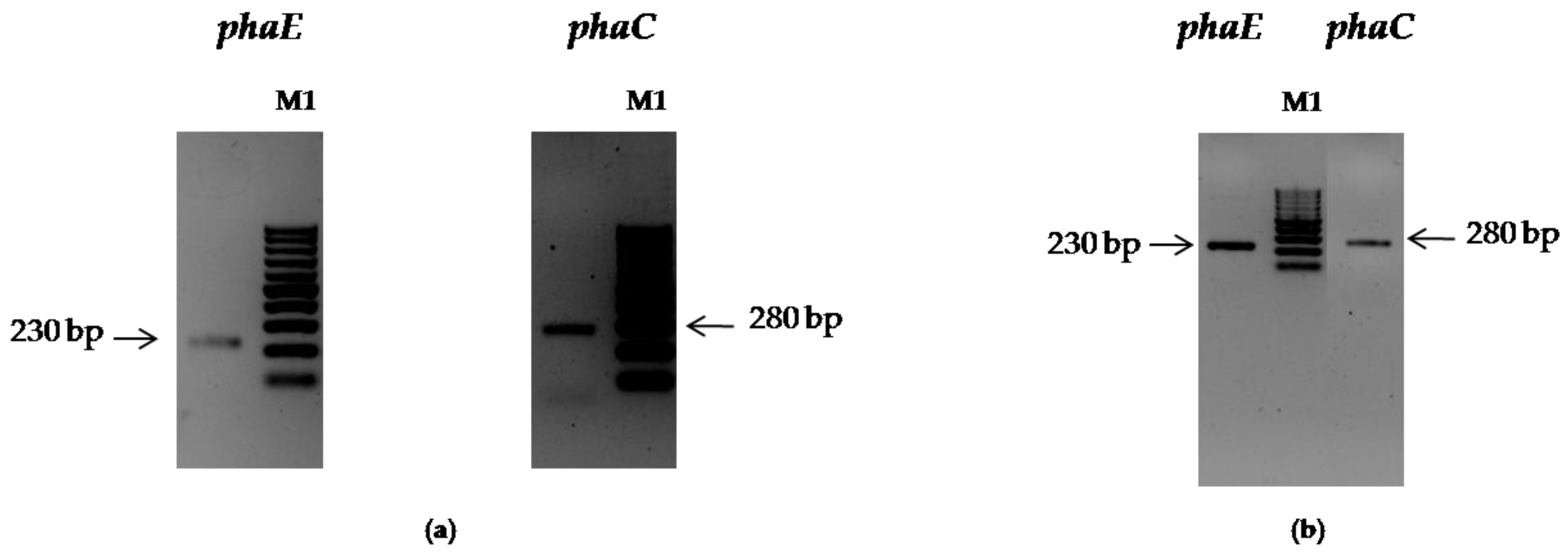 Biomolecules 10 00109 g001