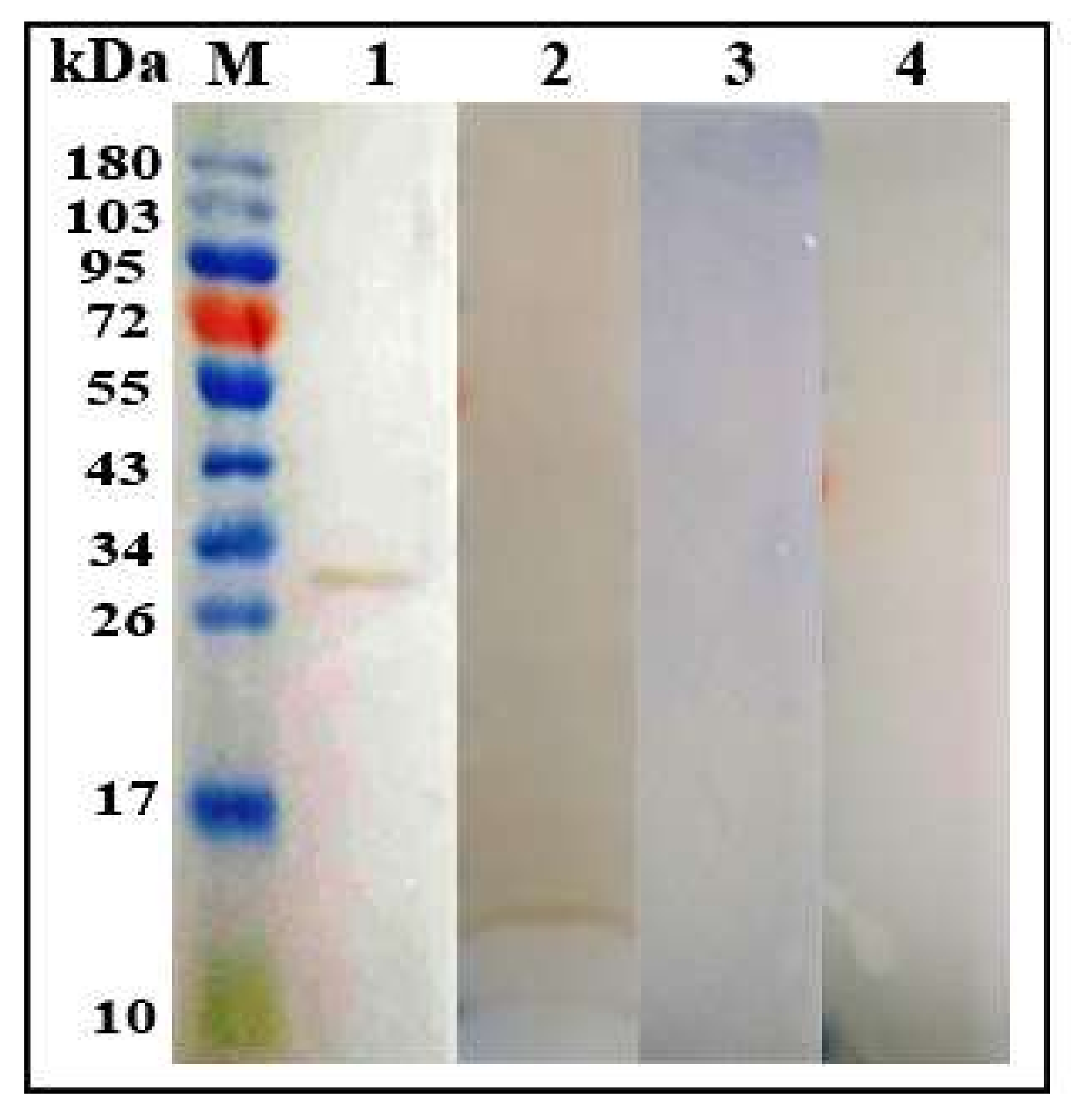 Biomolecules 10 00116 g003