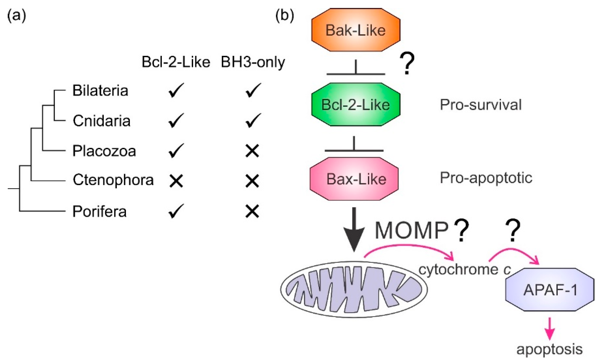 Biomolecules 10 00128 g004