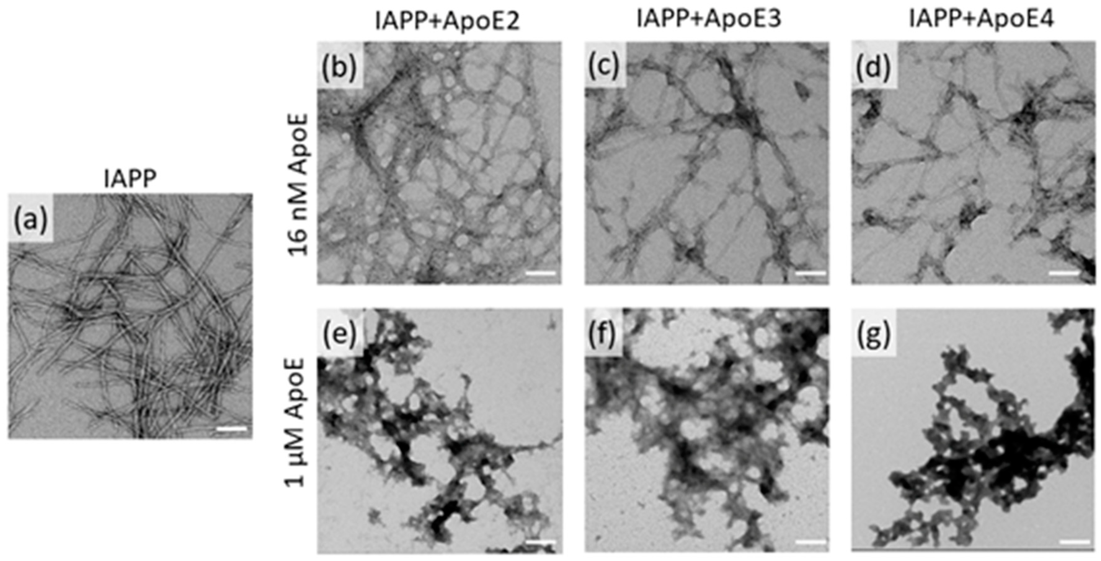 Biomolecules 10 00134 g002 Biomolecules 10 00134 g002