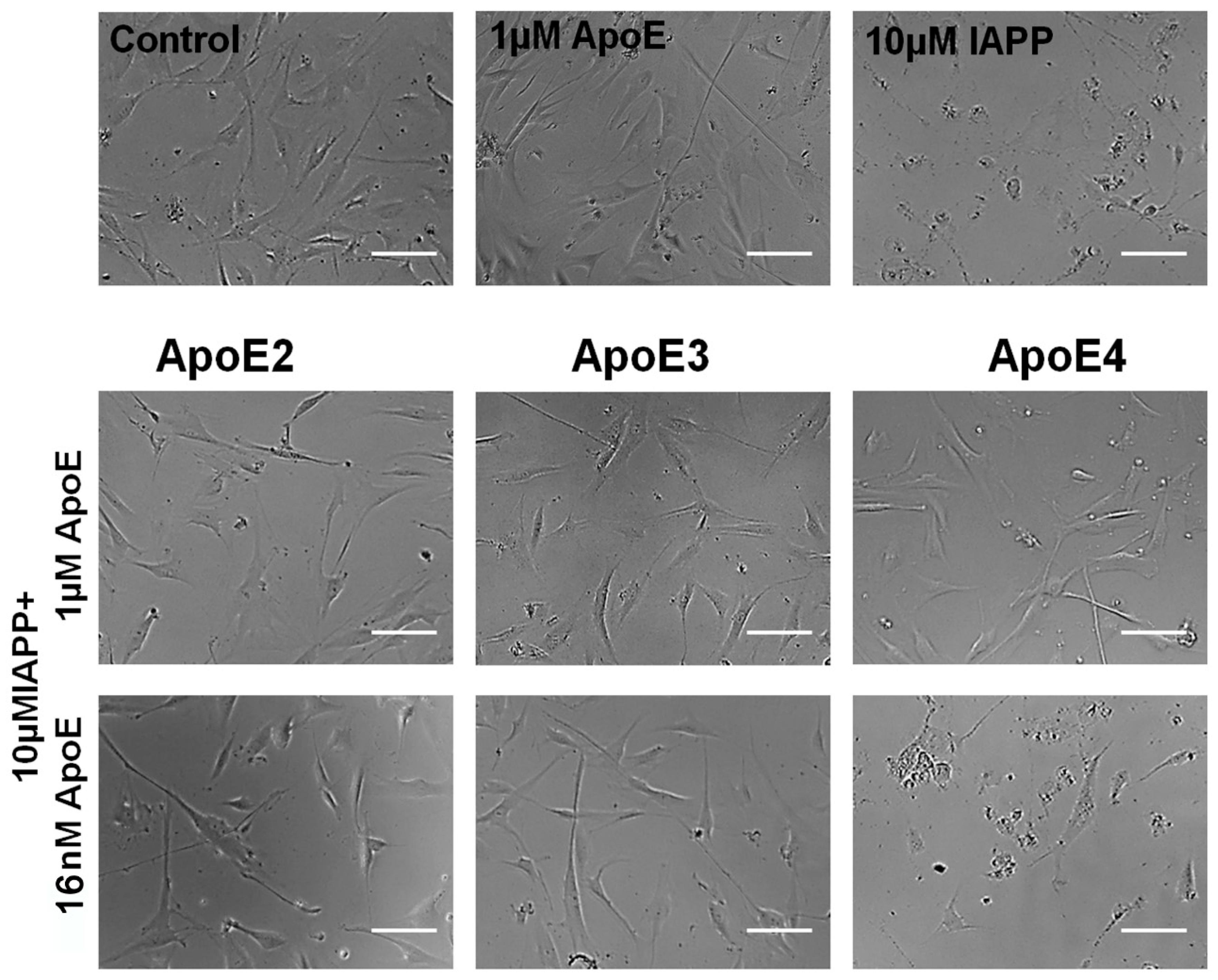 Biomolecules 10 00134 g005 Biomolecules 10 00134 g005