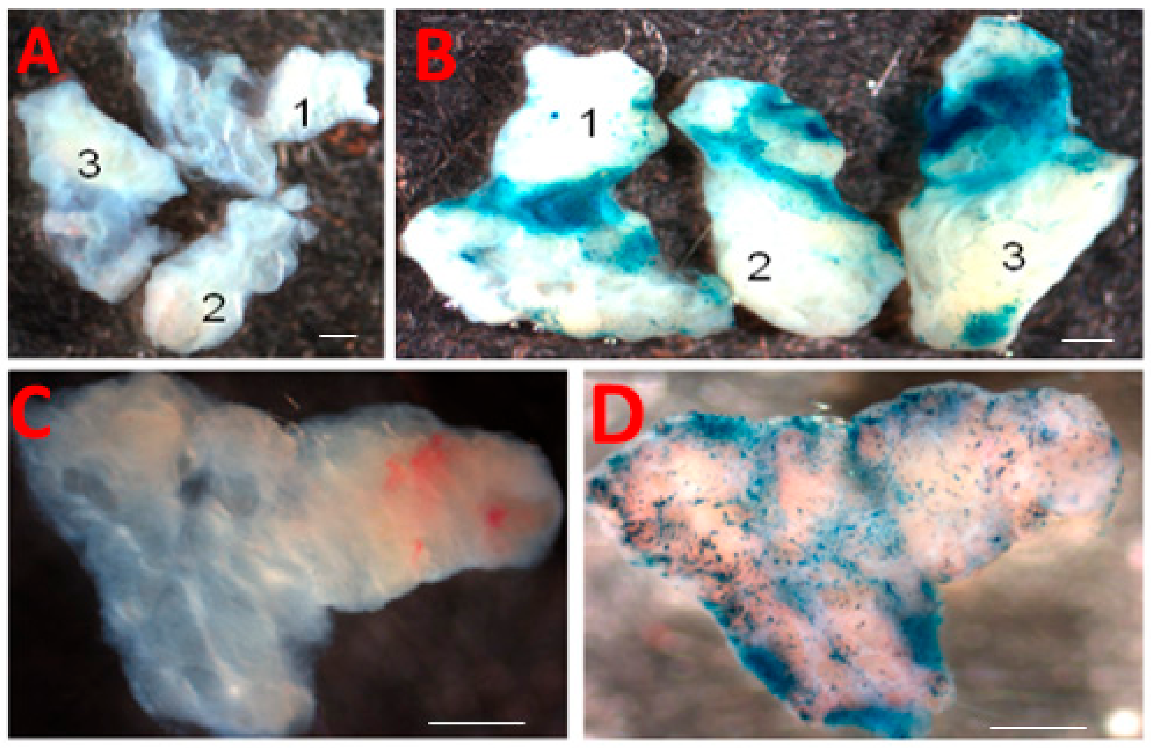 Biomolecules 10 00136 g003