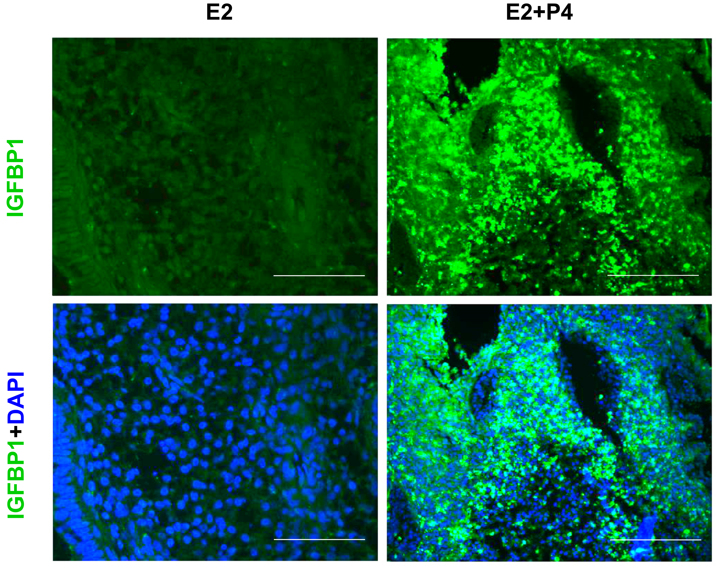 Biomolecules 10 00136 g008