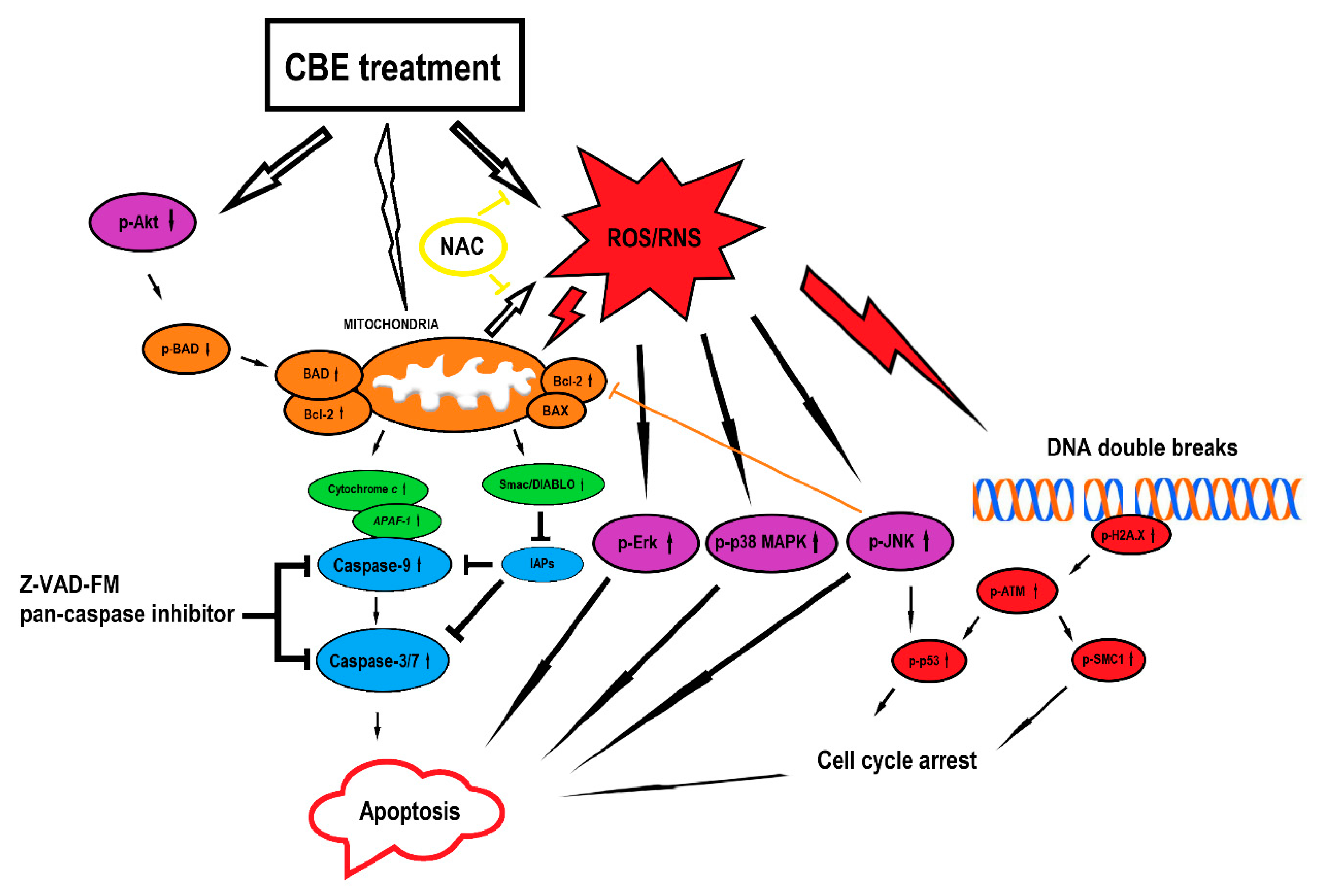 Biomolecules 10 00139 g006 Biomolecules 10 00139 g006