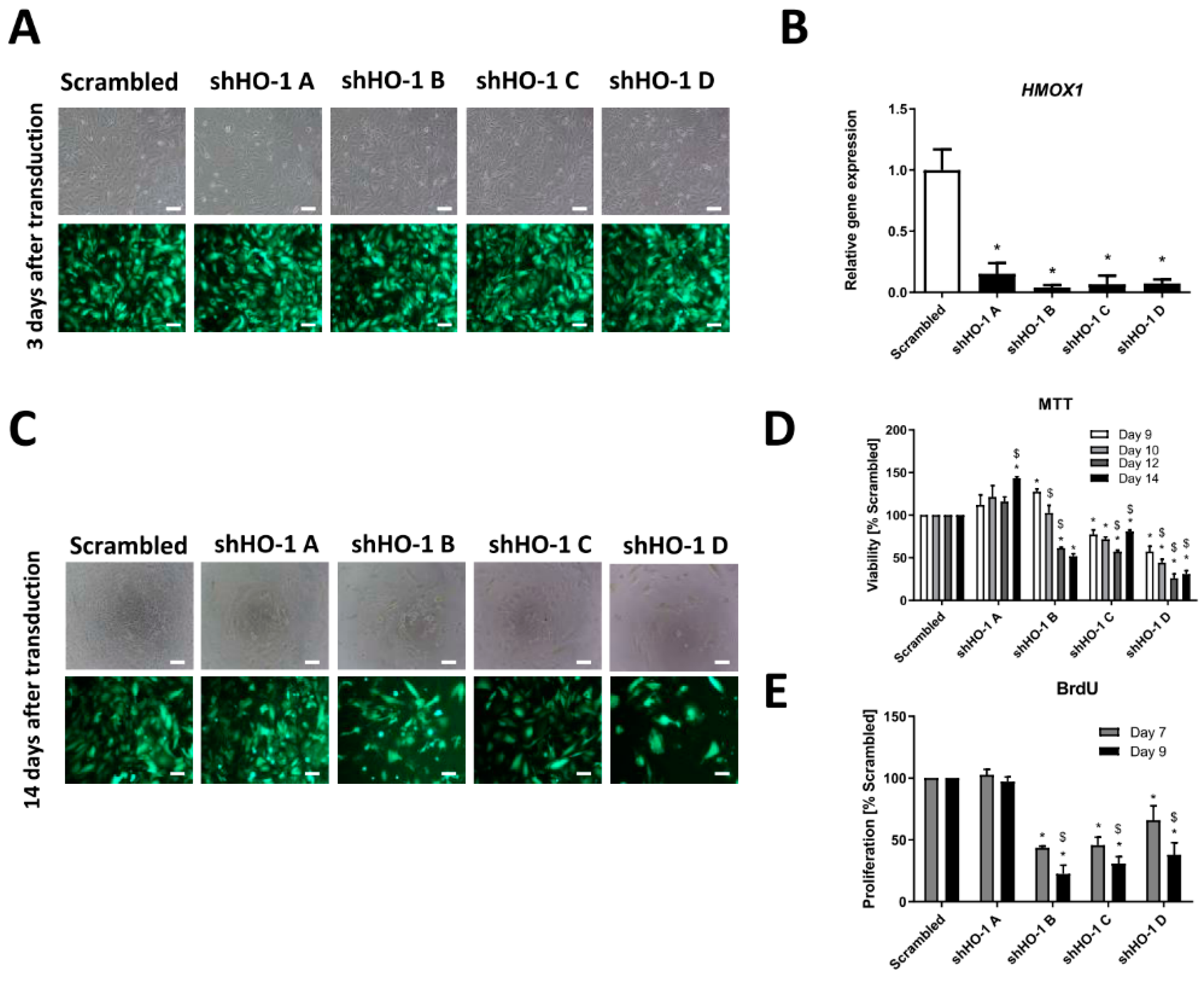 Biomolecules 10 00143 g003