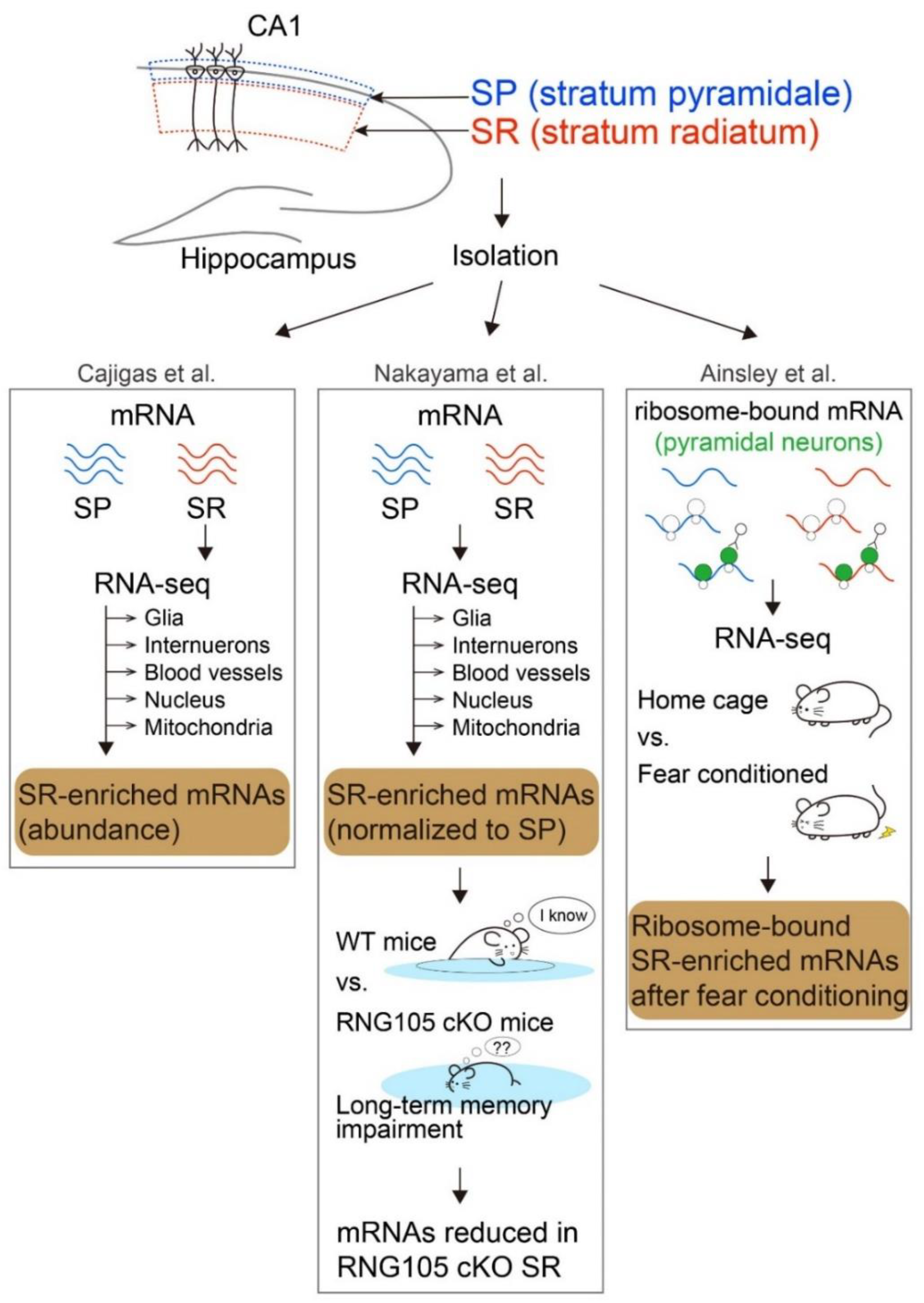 Biomolecules 10 00167 g001