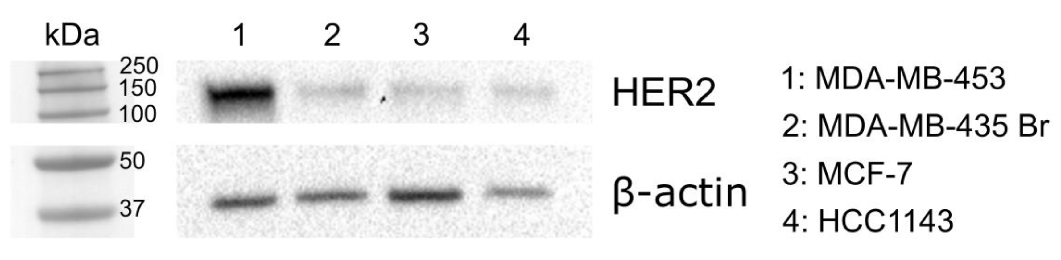 Biomolecules 10 00183 g001