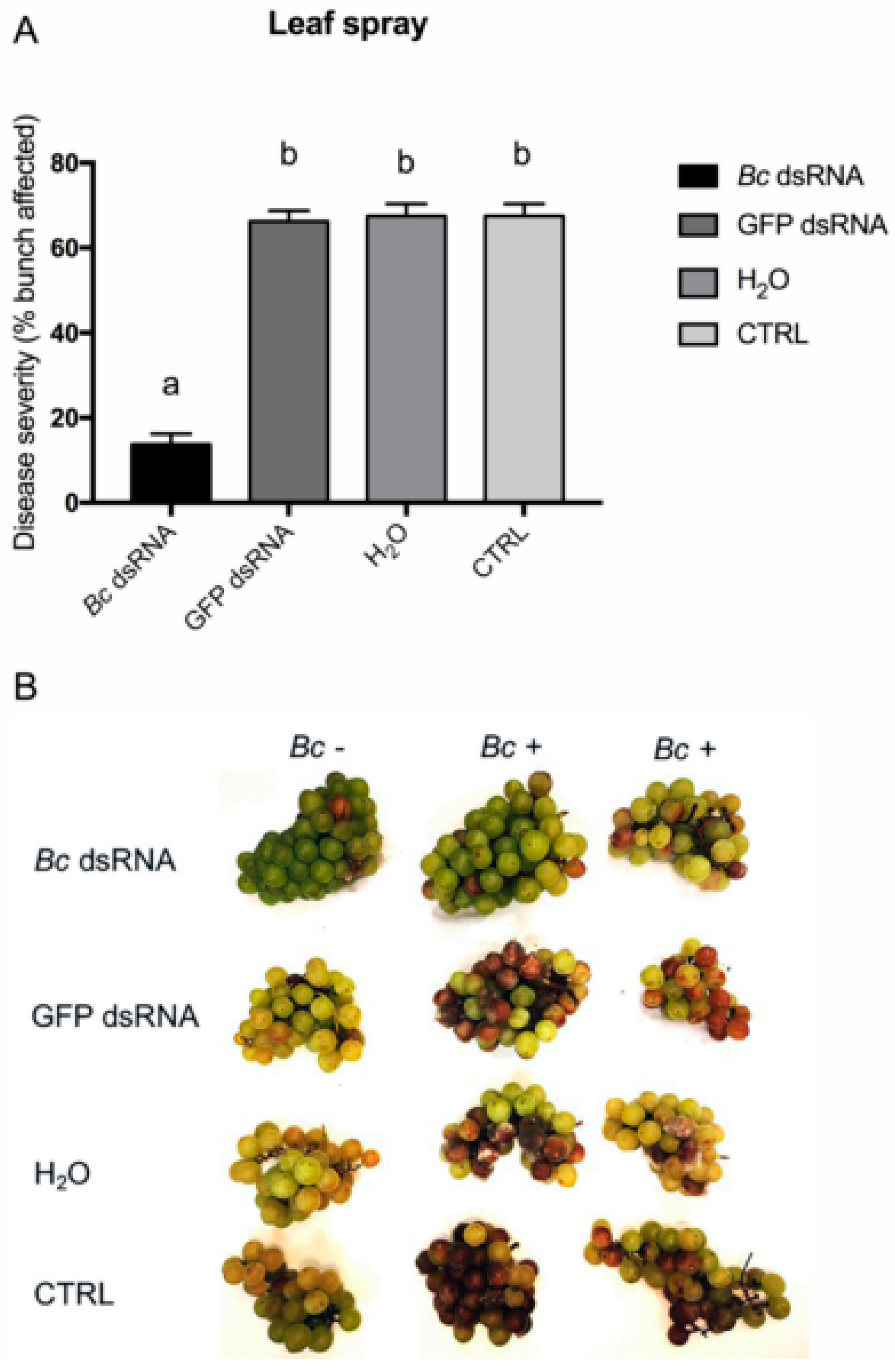 Biomolecules 10 00200 g003 Biomolecules 10 00200 g003
