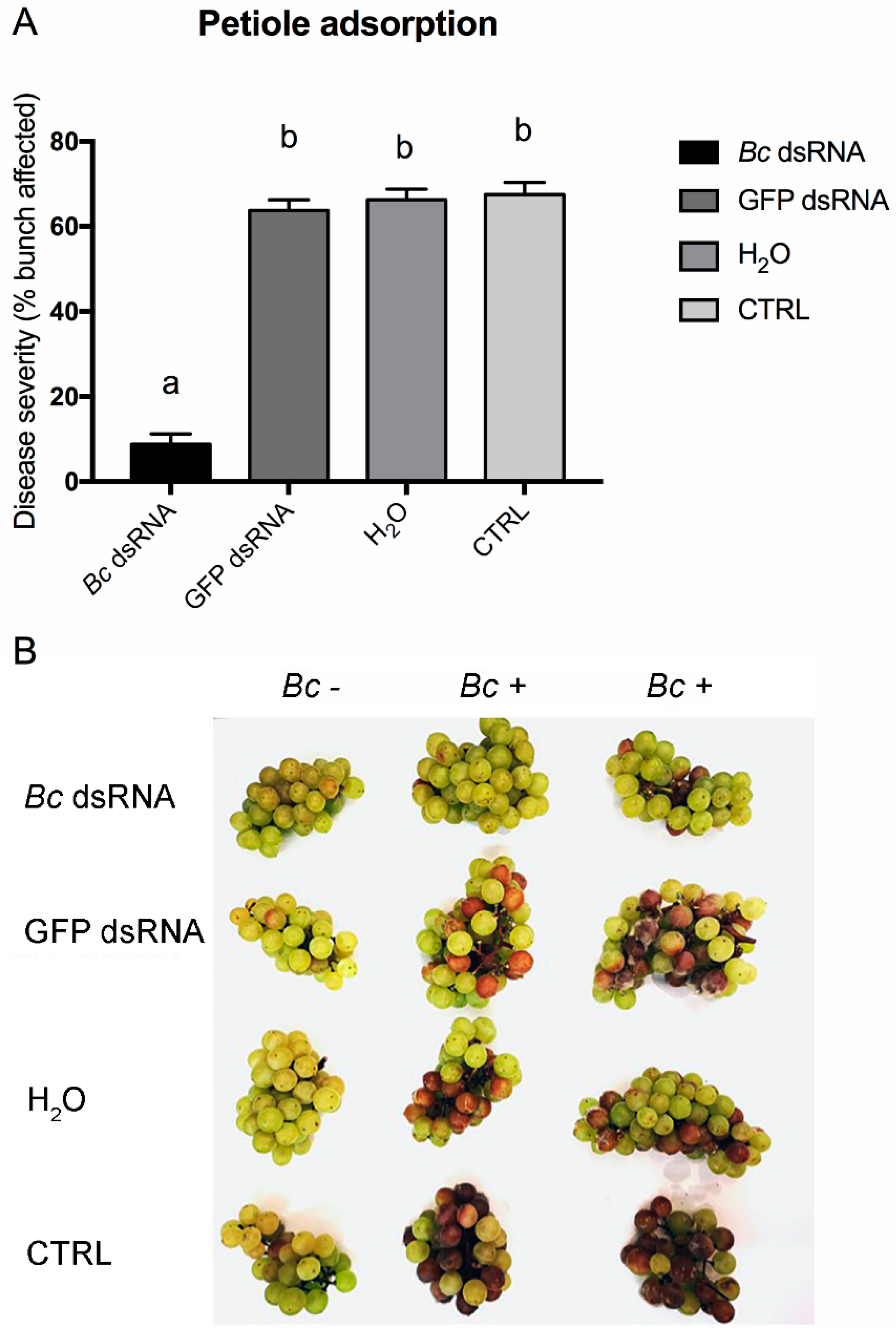Biomolecules 10 00200 g004 Biomolecules 10 00200 g004