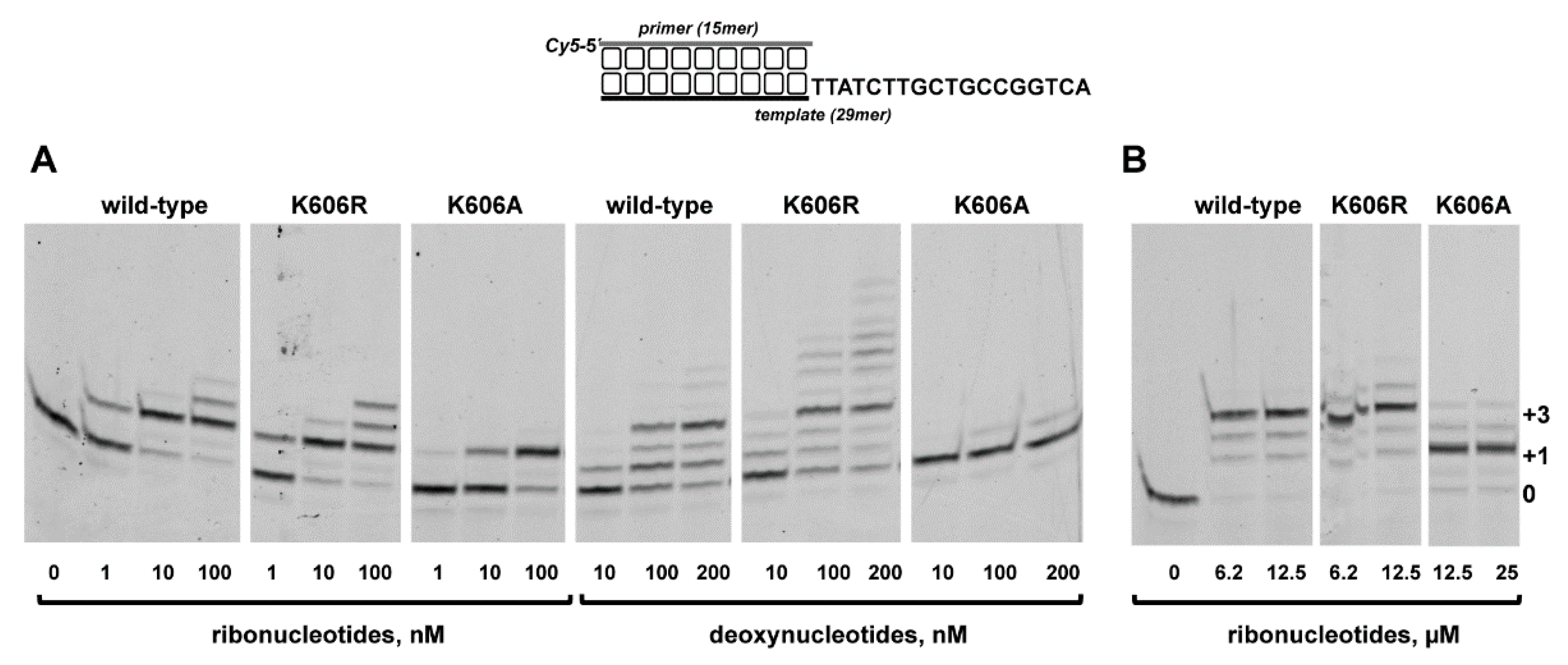 Biomolecules 10 00203 g005