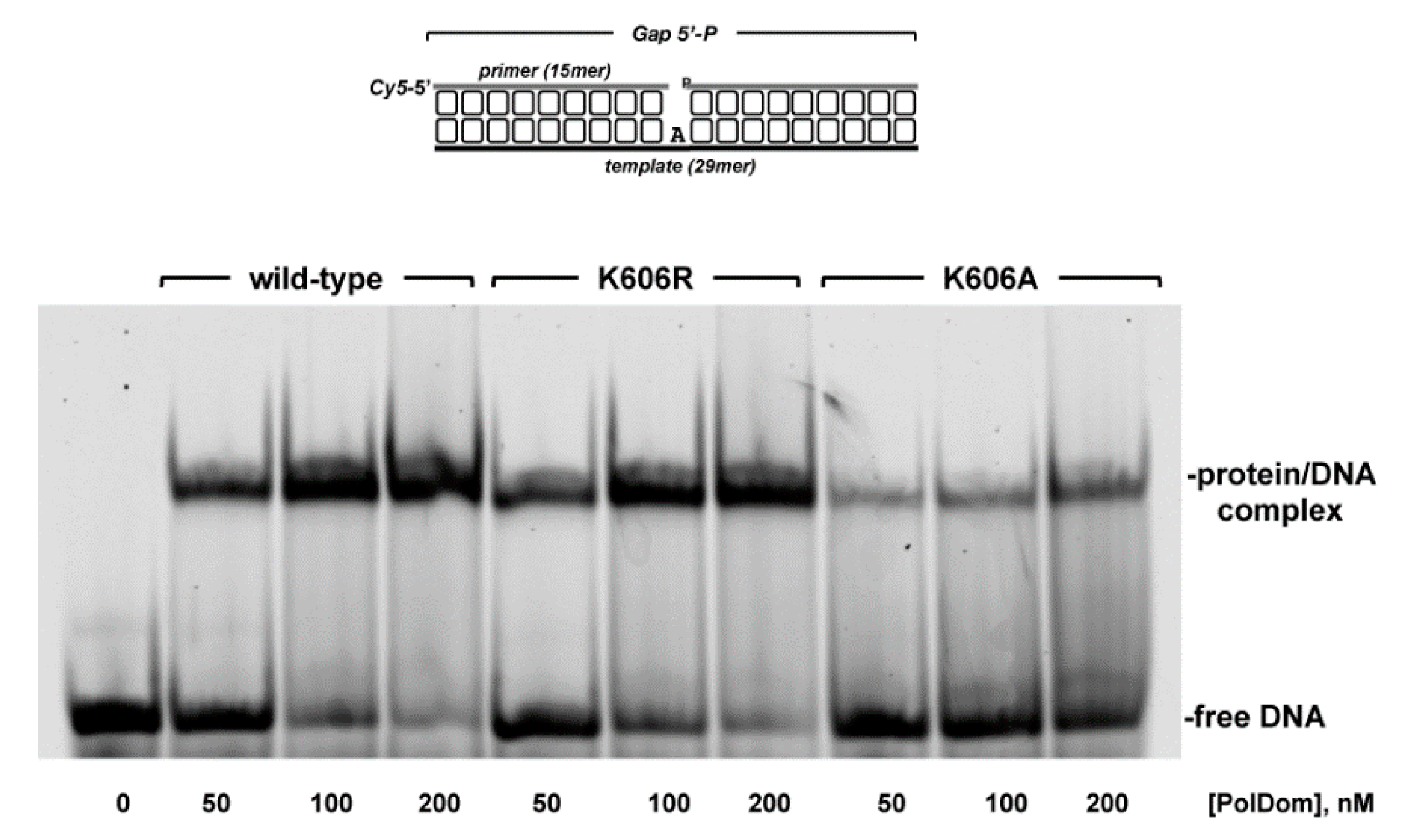 Biomolecules 10 00203 g006