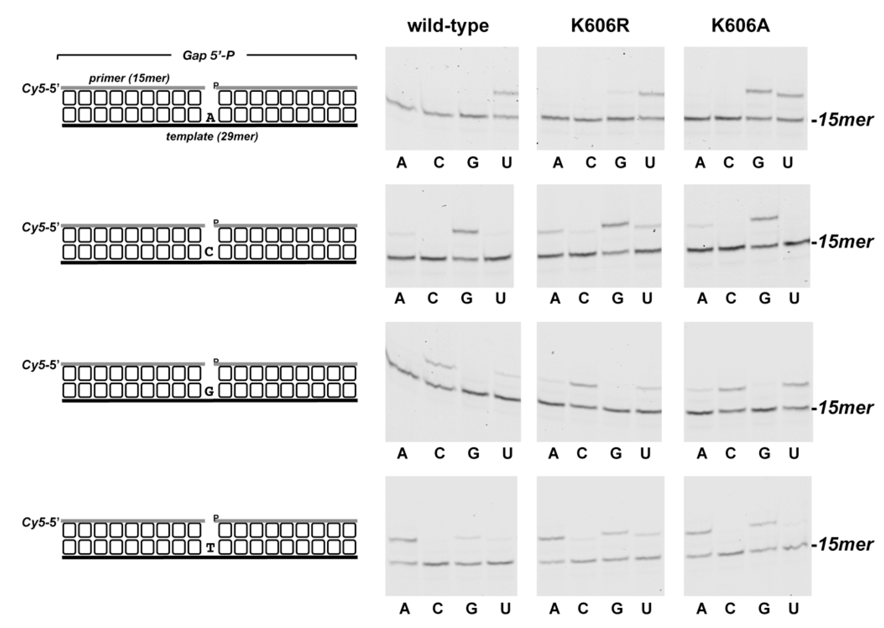 Biomolecules 10 00203 g007