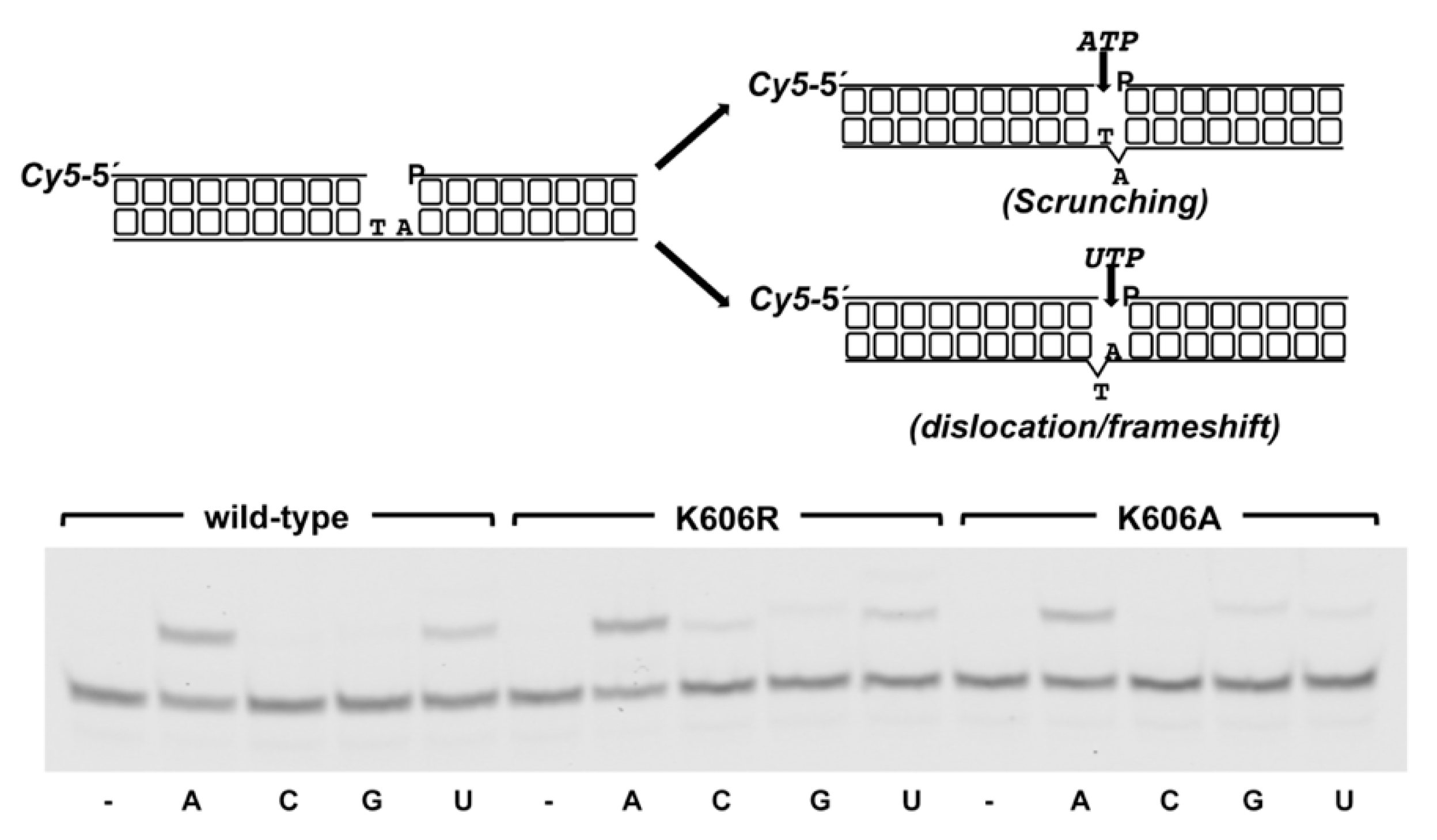 Biomolecules 10 00203 g008