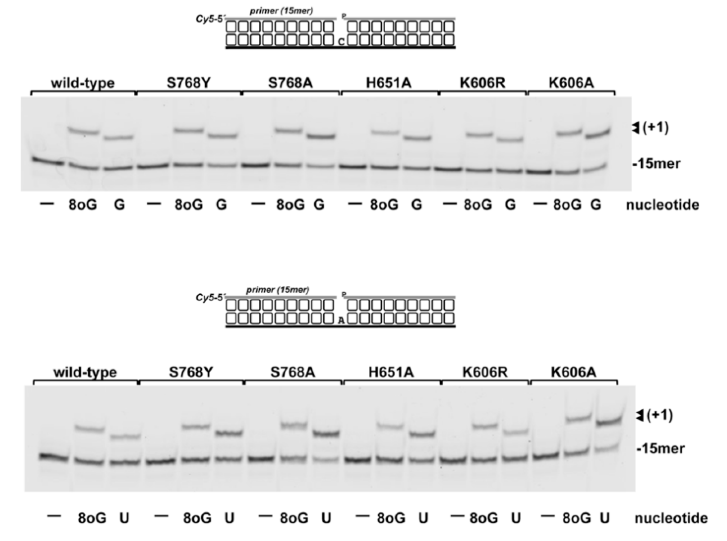 Biomolecules 10 00203 g009
