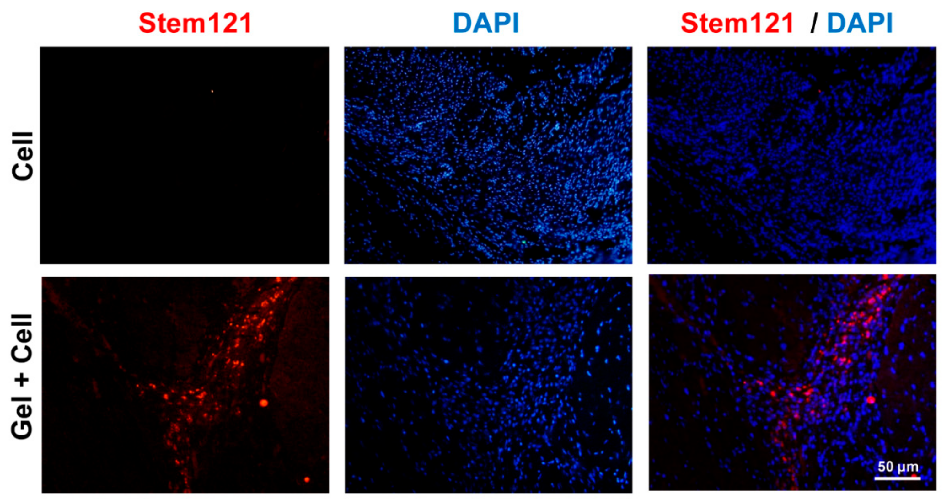 Biomolecules 10 00205 g006 Biomolecules 10 00205 g006