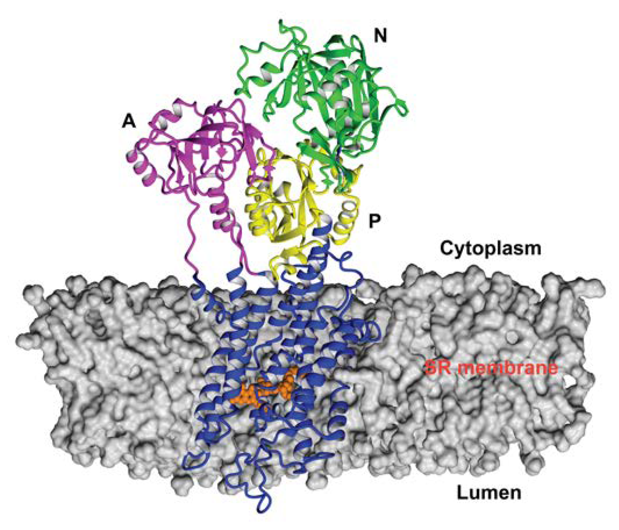 Biomolecules 10 00214 g002