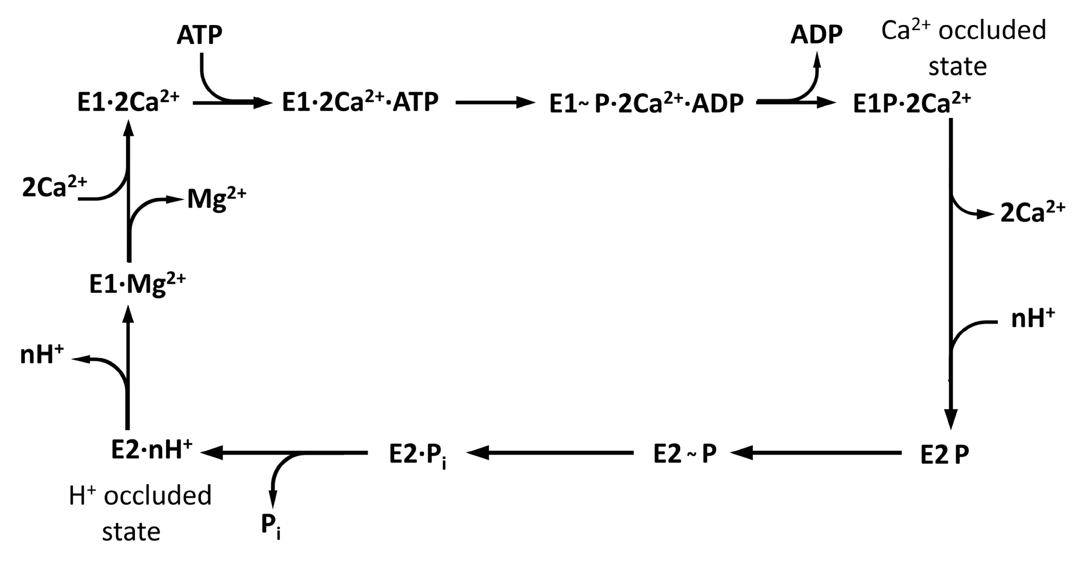 Biomolecules 10 00214 g009