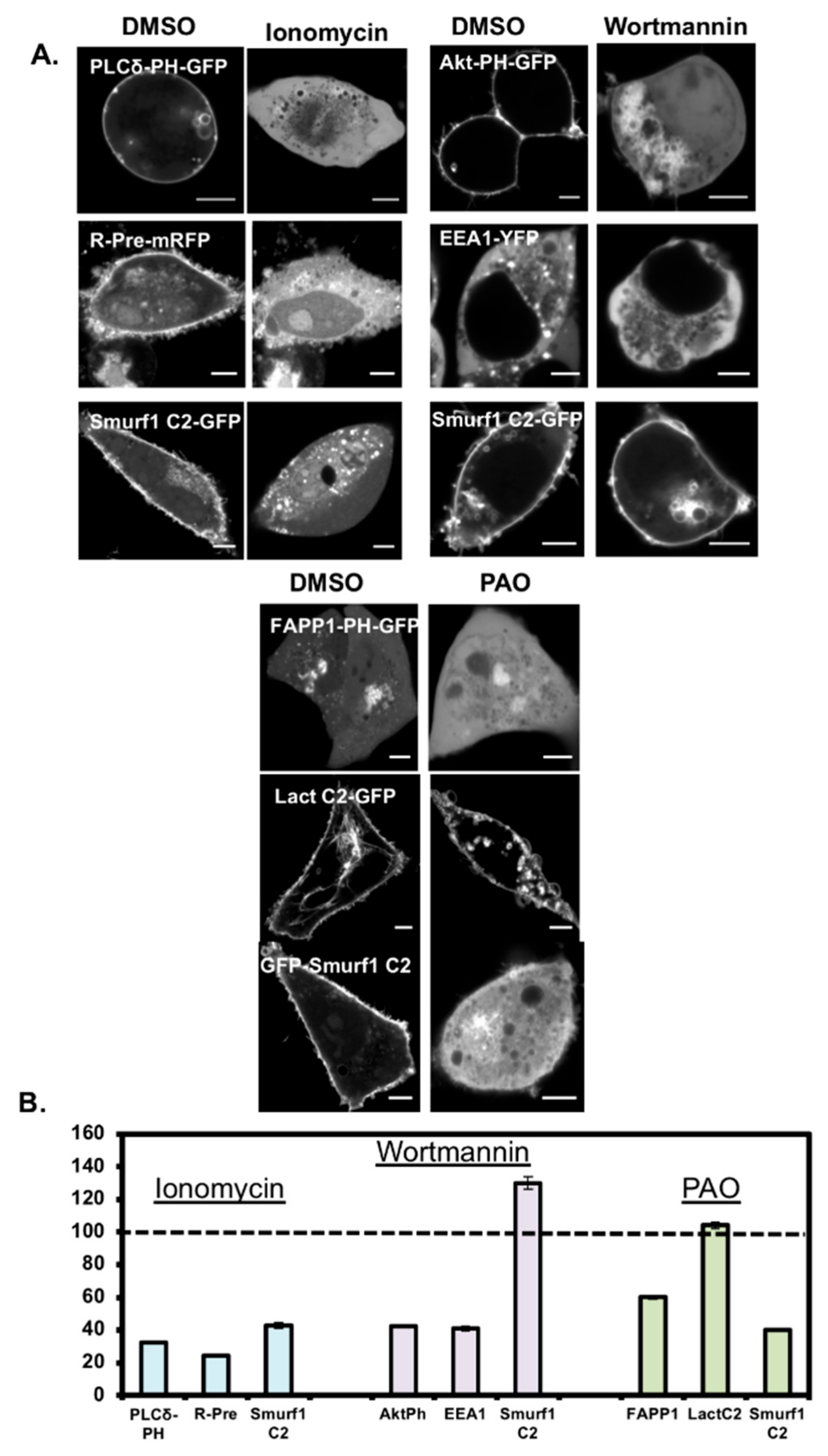 Biomolecules 10 00229 g005