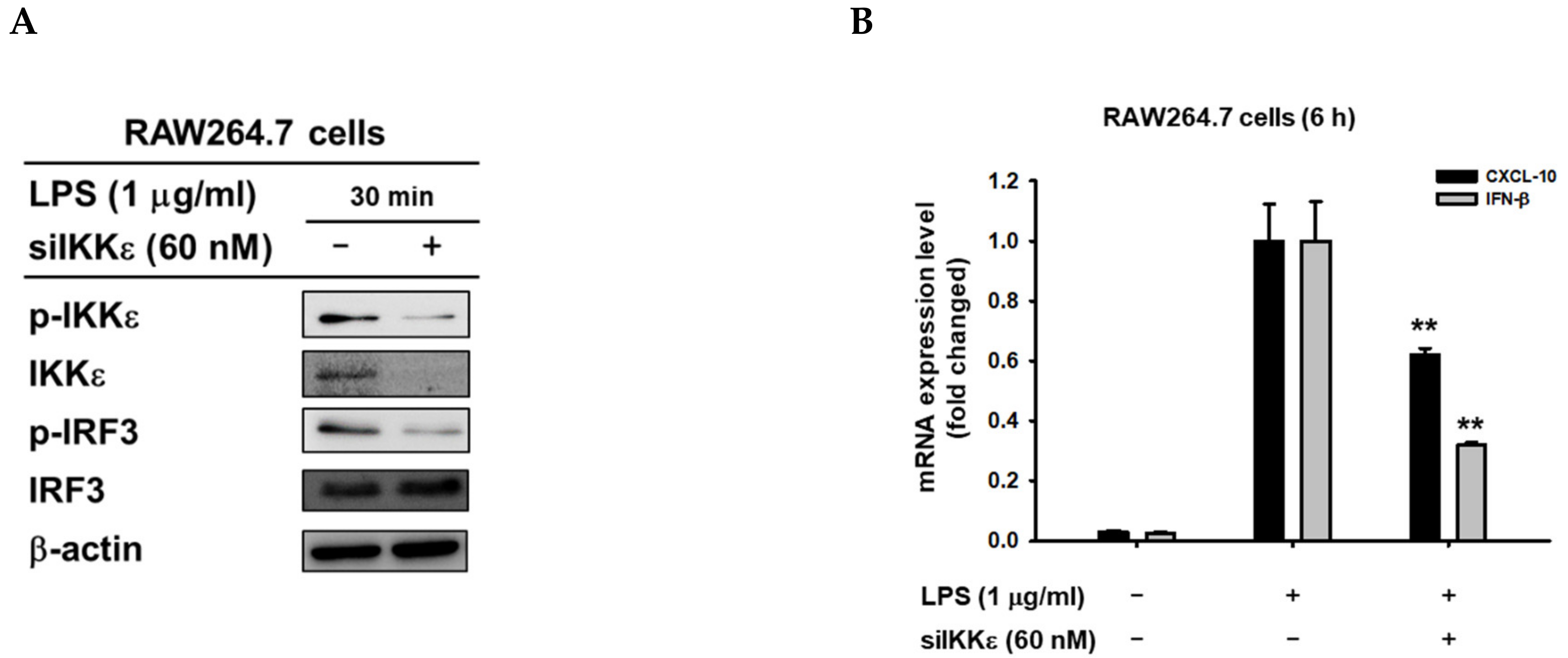 Biomolecules 10 00238 g005 Biomolecules 10 00238 g005