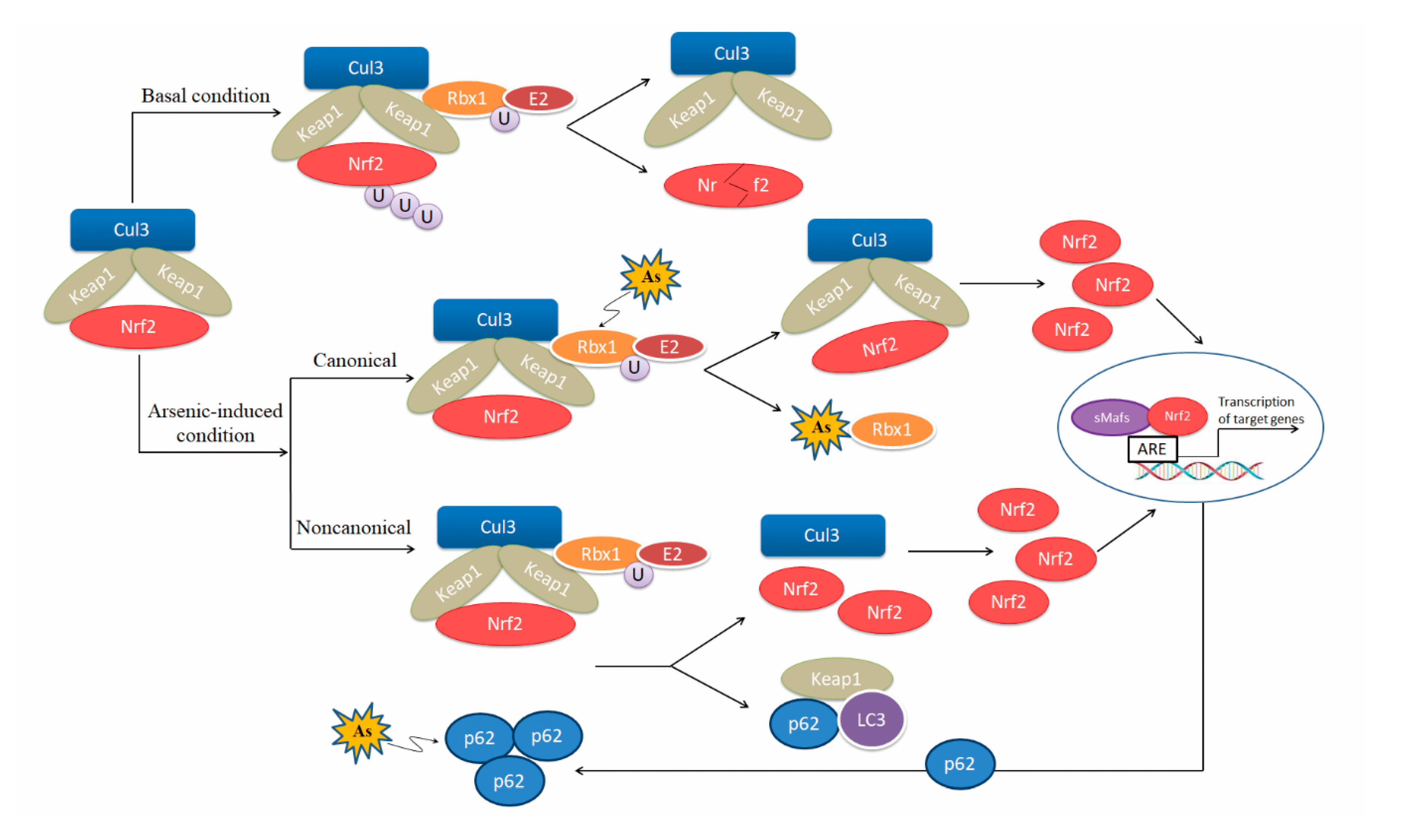 Biomolecules 10 00240 g002