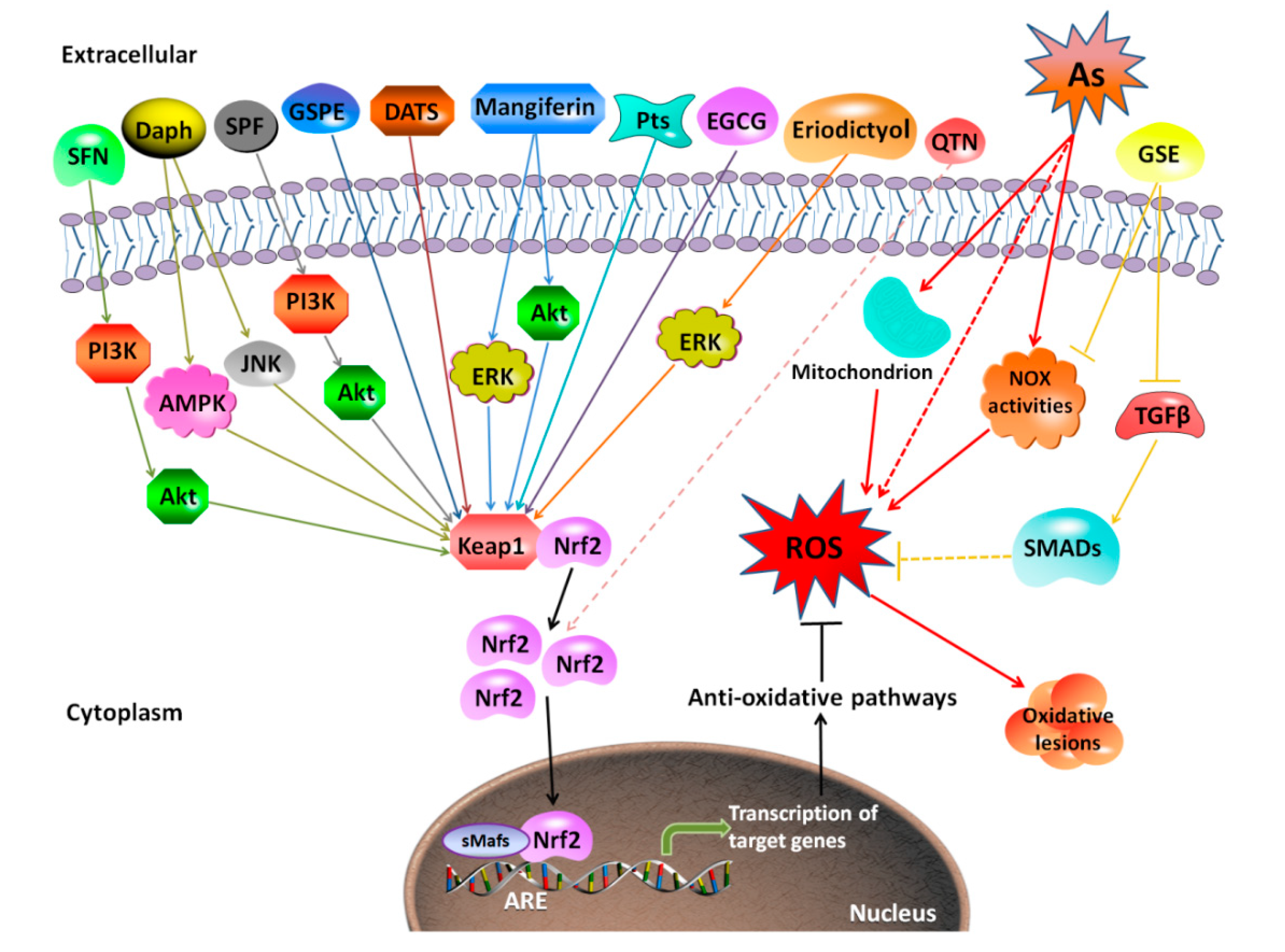 Biomolecules 10 00240 g003
