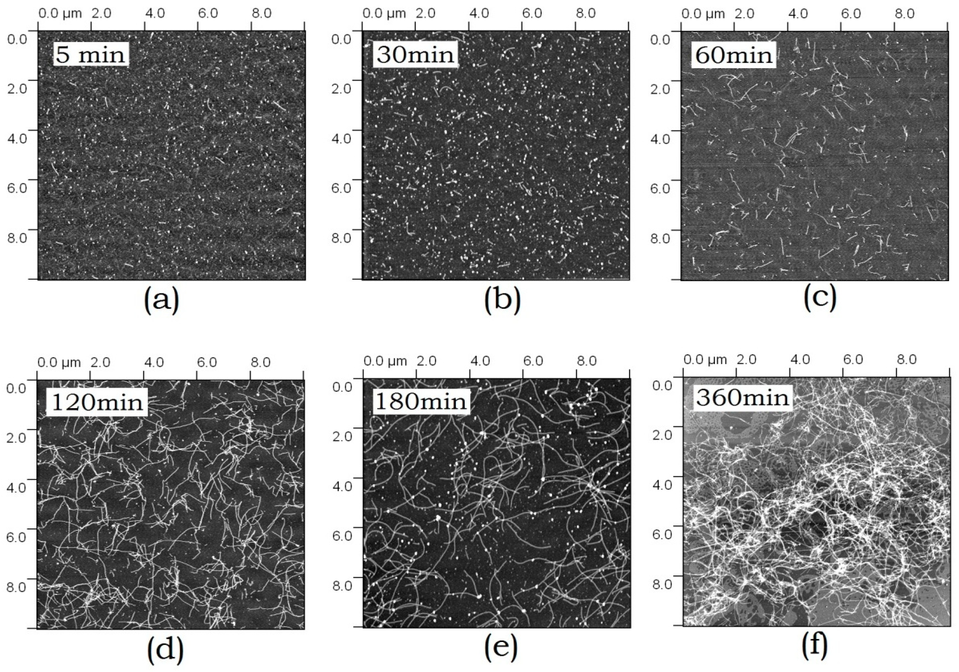 Biomolecules 10 00241 g004 Biomolecules 10 00241 g004