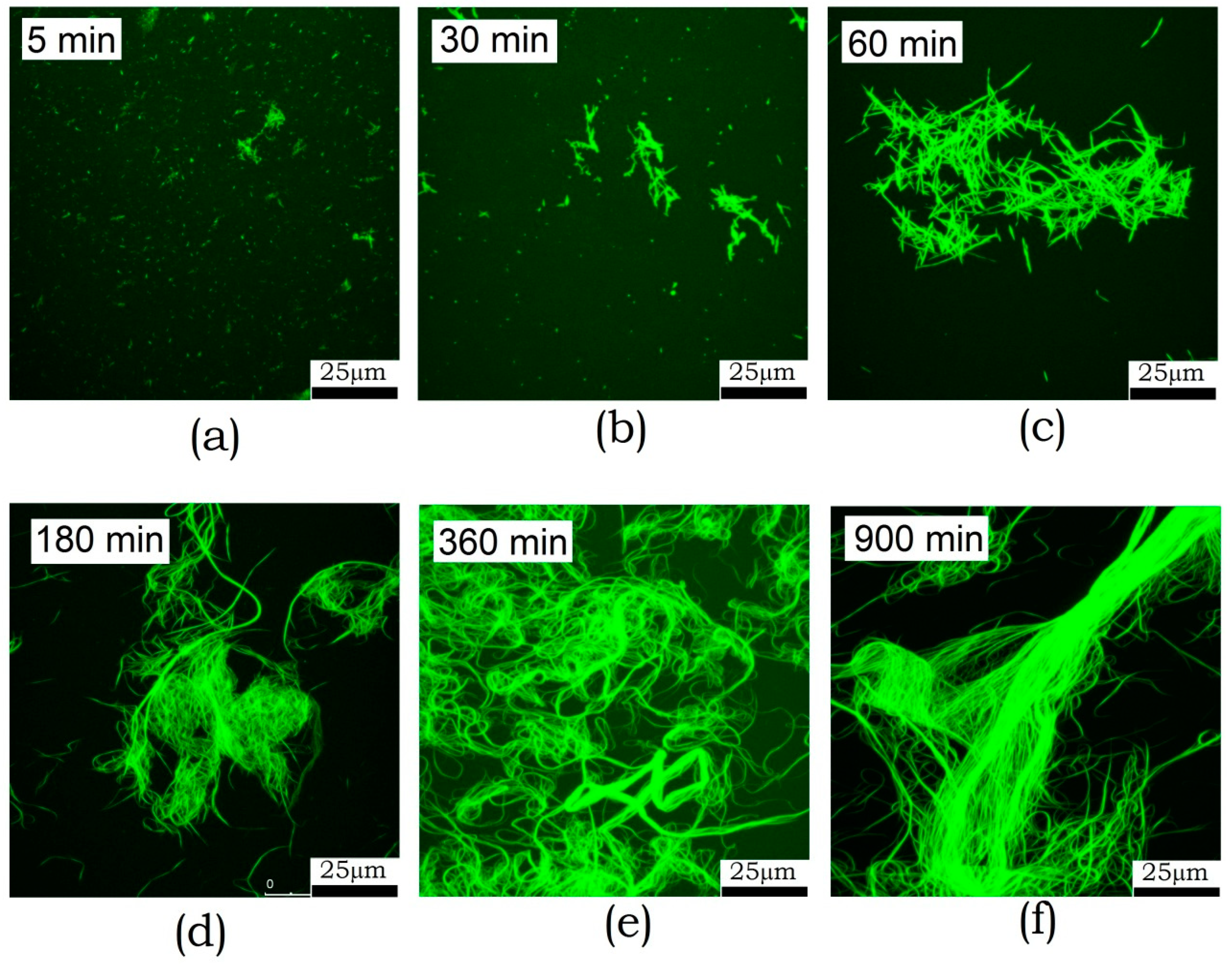 Biomolecules 10 00241 g005 Biomolecules 10 00241 g005