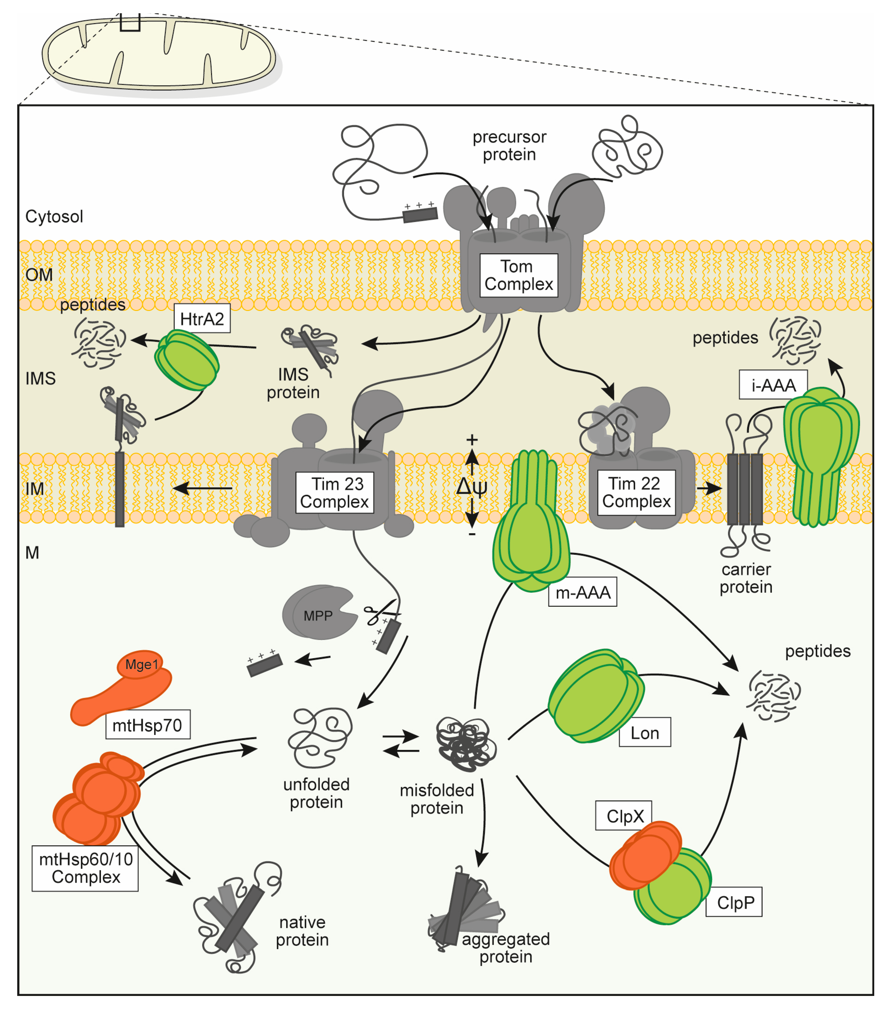 Biomolecules 10 00253 g001 Biomolecules 10 00253 g001