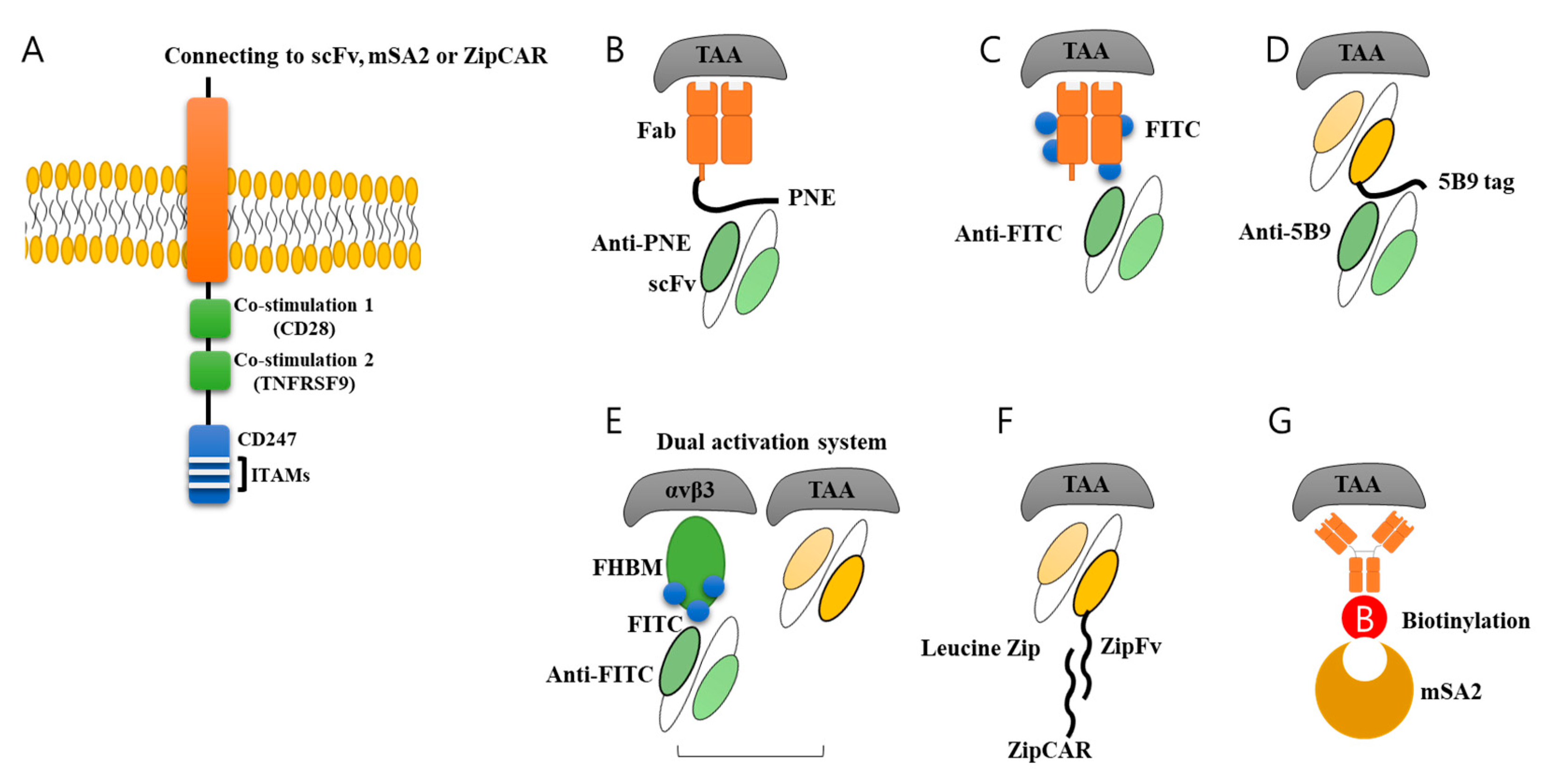 Biomolecules 10 00263 g003