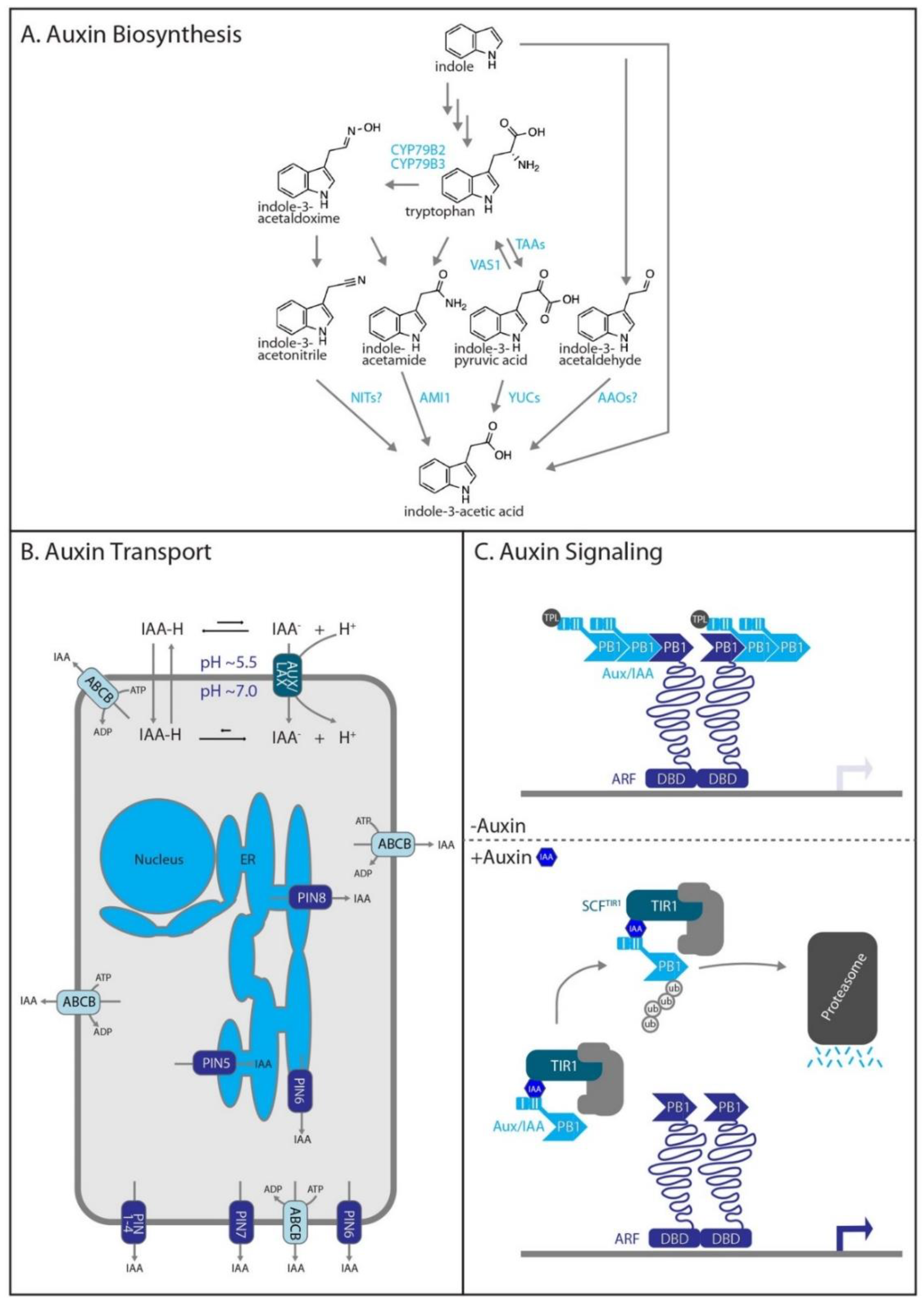 Biomolecules 10 00281 g001 Biomolecules 10 00281 g001