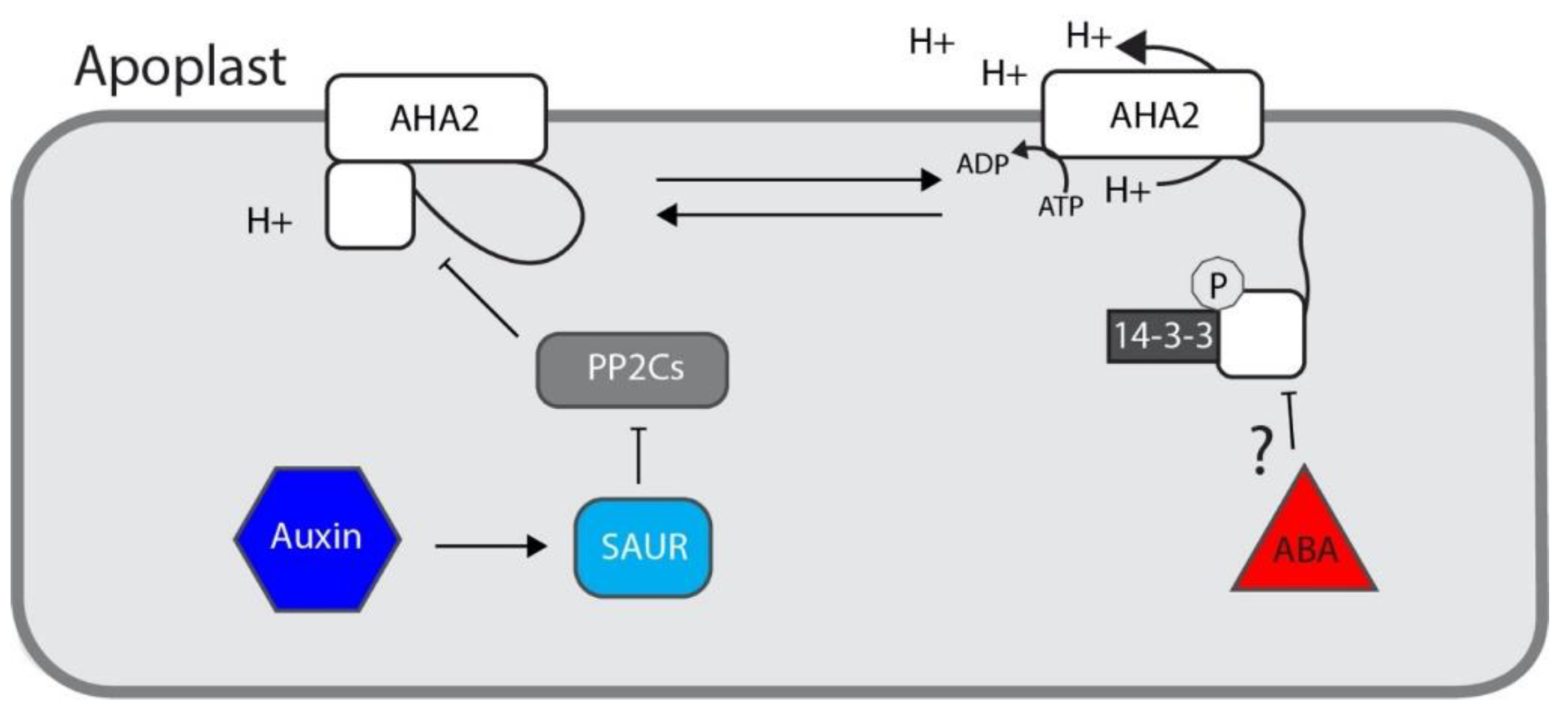 Biomolecules 10 00281 g003 Biomolecules 10 00281 g003