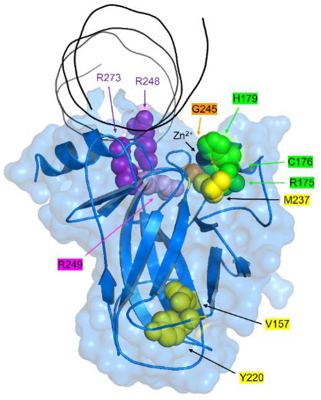 Biomolecules 10 00303 g001 Biomolecules 10 00303 g001